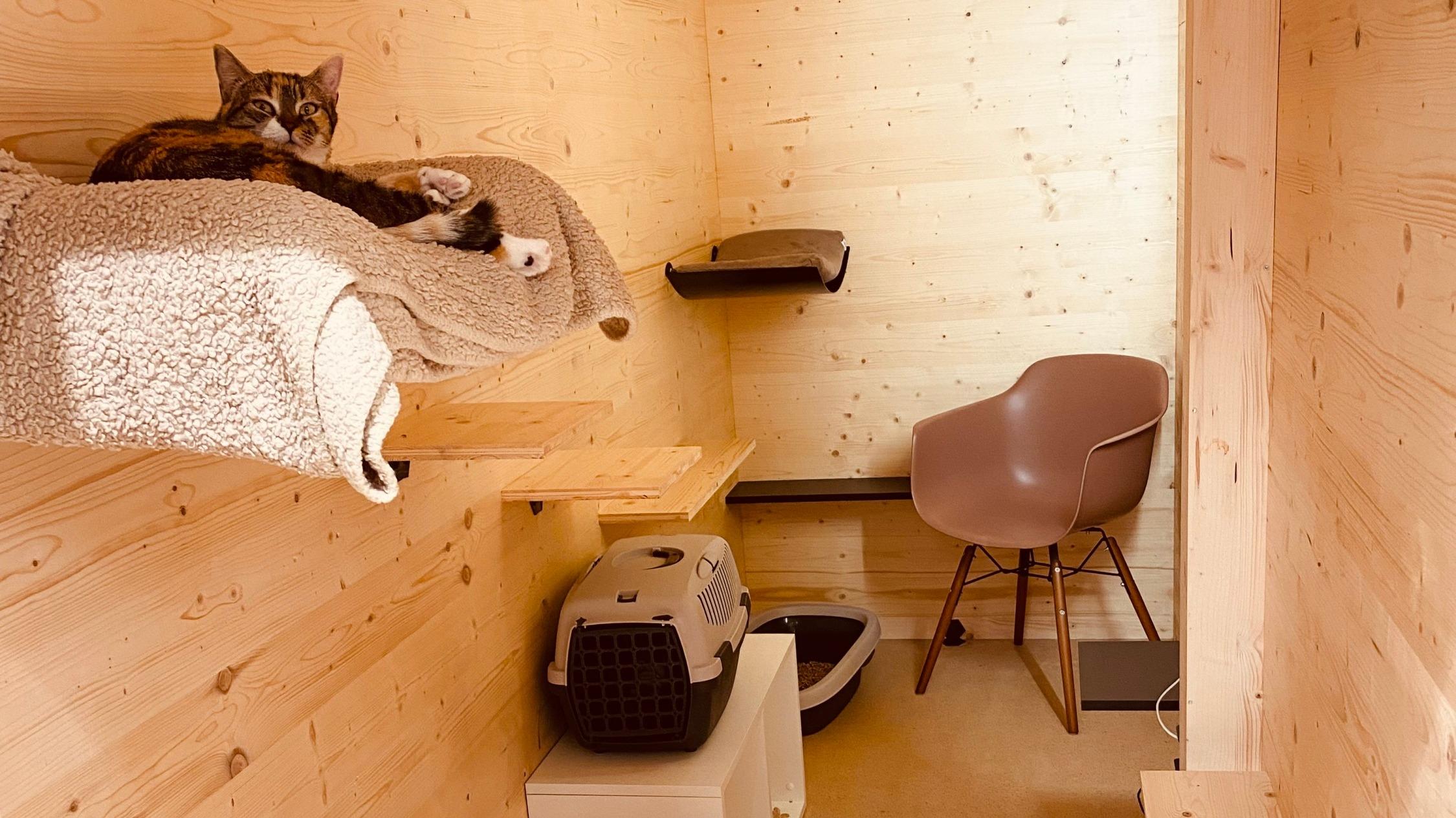 Le Georges Cat, ce concept d’hôtel de luxe pour chats en pleine expansion autour de Nantes