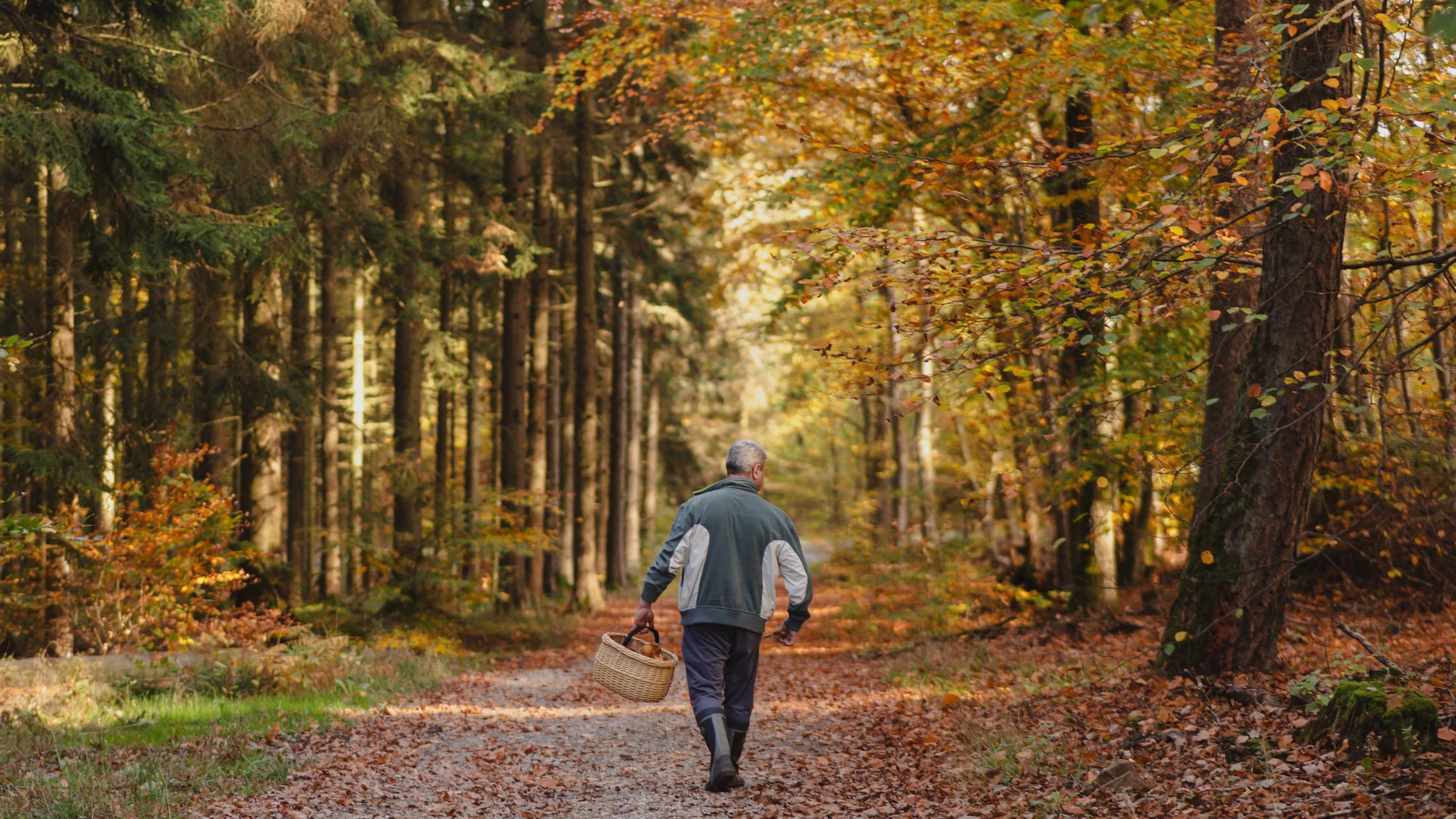 Cette forêt privée du Grand Ouest est réservée aux détenteurs d’un permis de cueillette de champignons