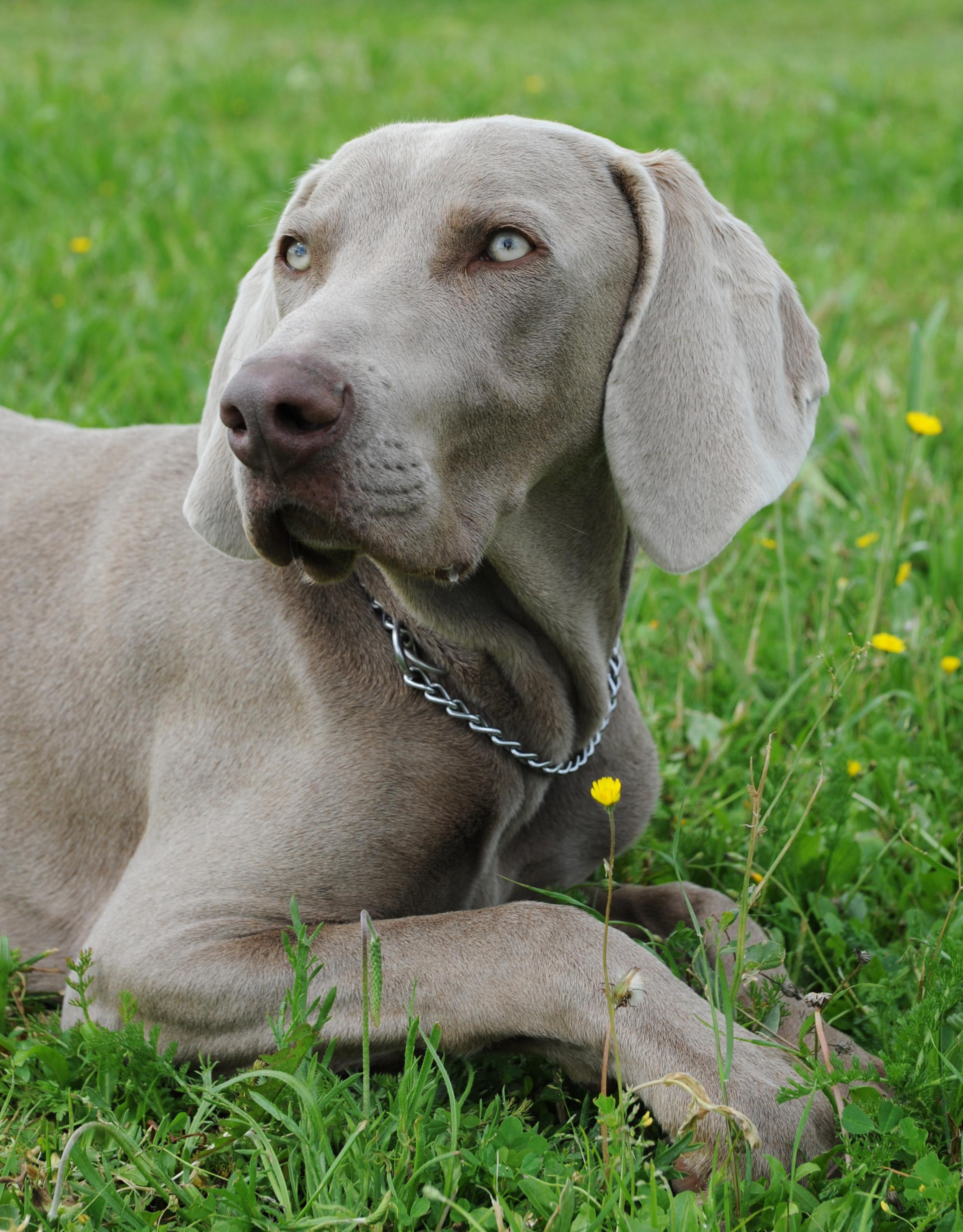 Decouvrez 5 Races De Chiens Aux Yeux Bleus