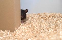 Des chercheurs ont appris à des rats à jouer à cache-cache