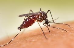 Des moustiques super-résistants aux insecticides identifiés en Asie