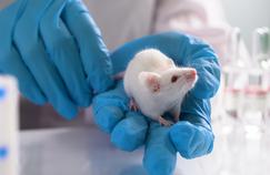 Cure de jouvence inattendue pour des souris grâce à un anticancéreux