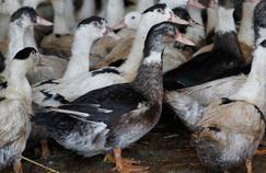 Grippe aviaire : l'hypothèse d'une transmission humaine écartée par l'OMS