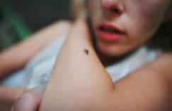 Une nouvelle étude explique pourquoi il y a des «peaux à moustique»