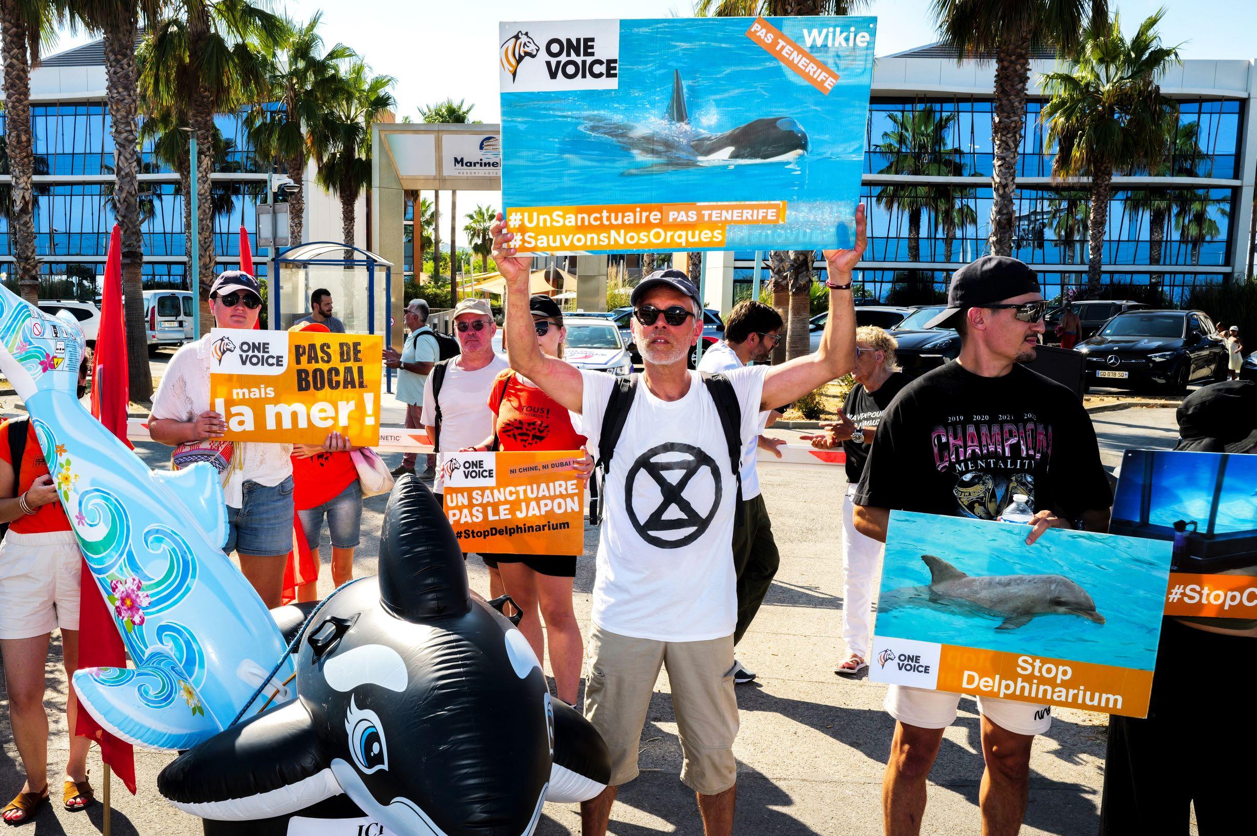 «Stop au calvaire» : devant le Marineland d’Antibes, nouvelle action d’associations animalistes pour l’avenir des orques