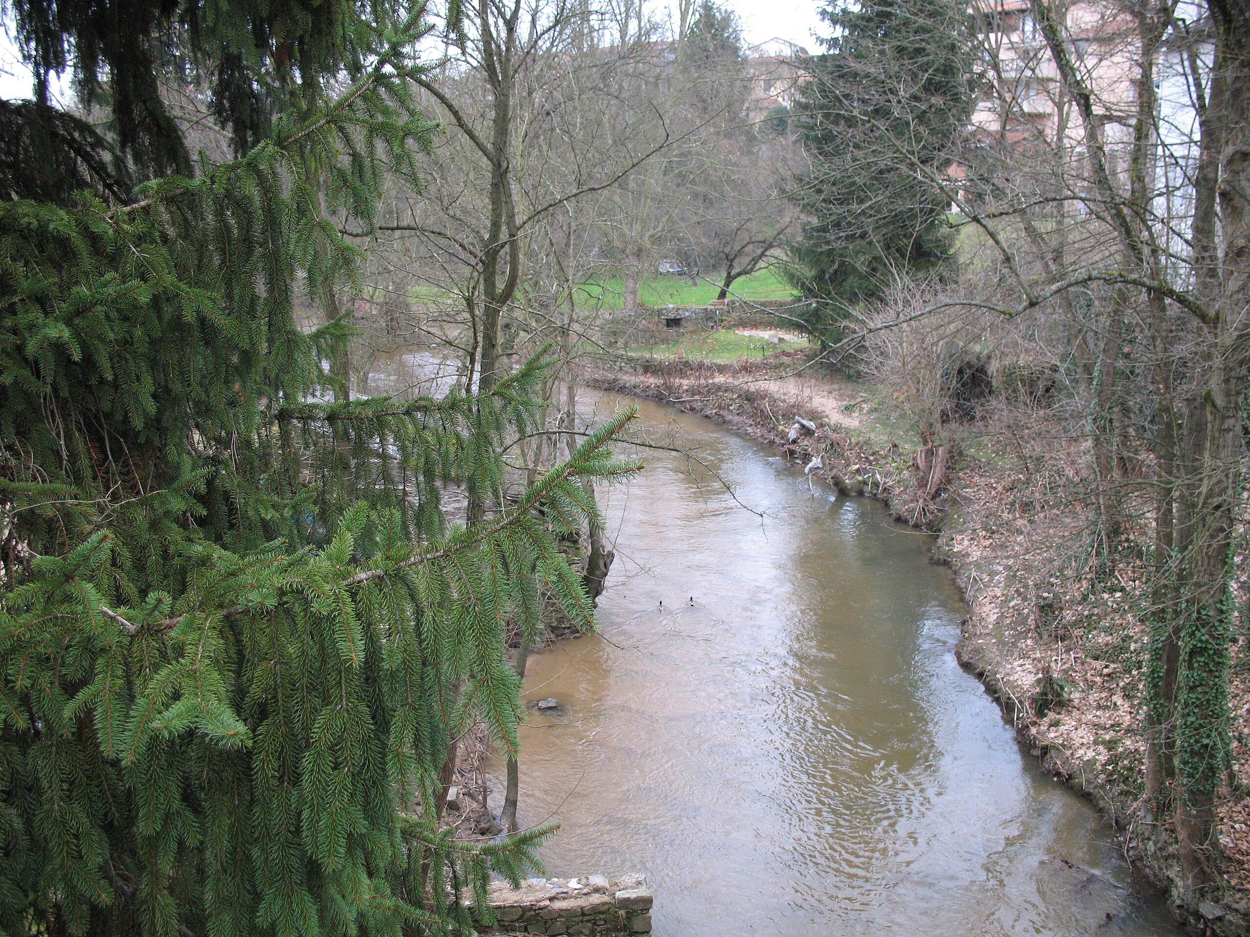 Pollution d'un ruisseau au sud de Lyon : de nombreux poissons retrouvés morts