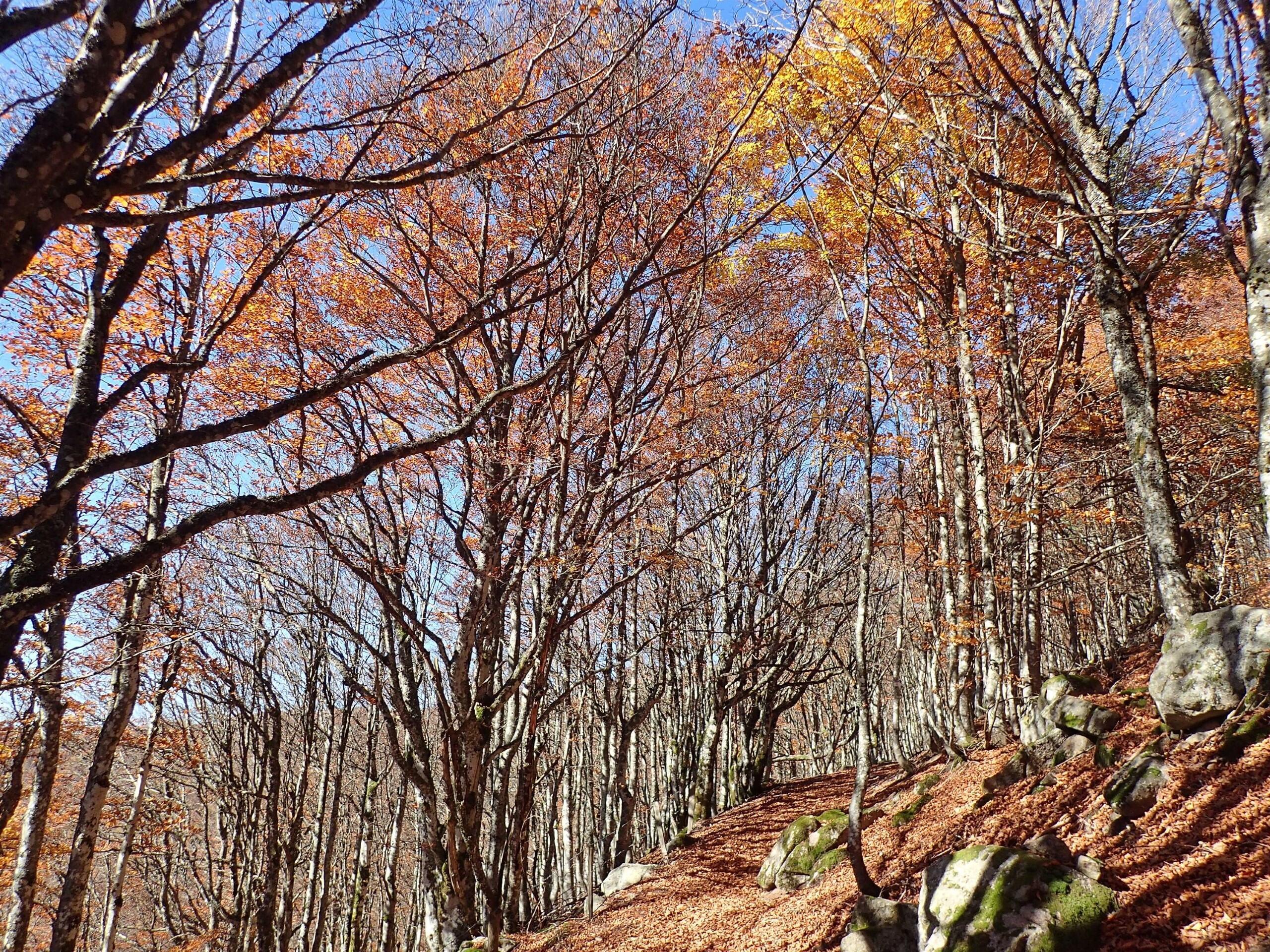 Le réchauffement climatique, principale menace pour les forêts de montagne françaises