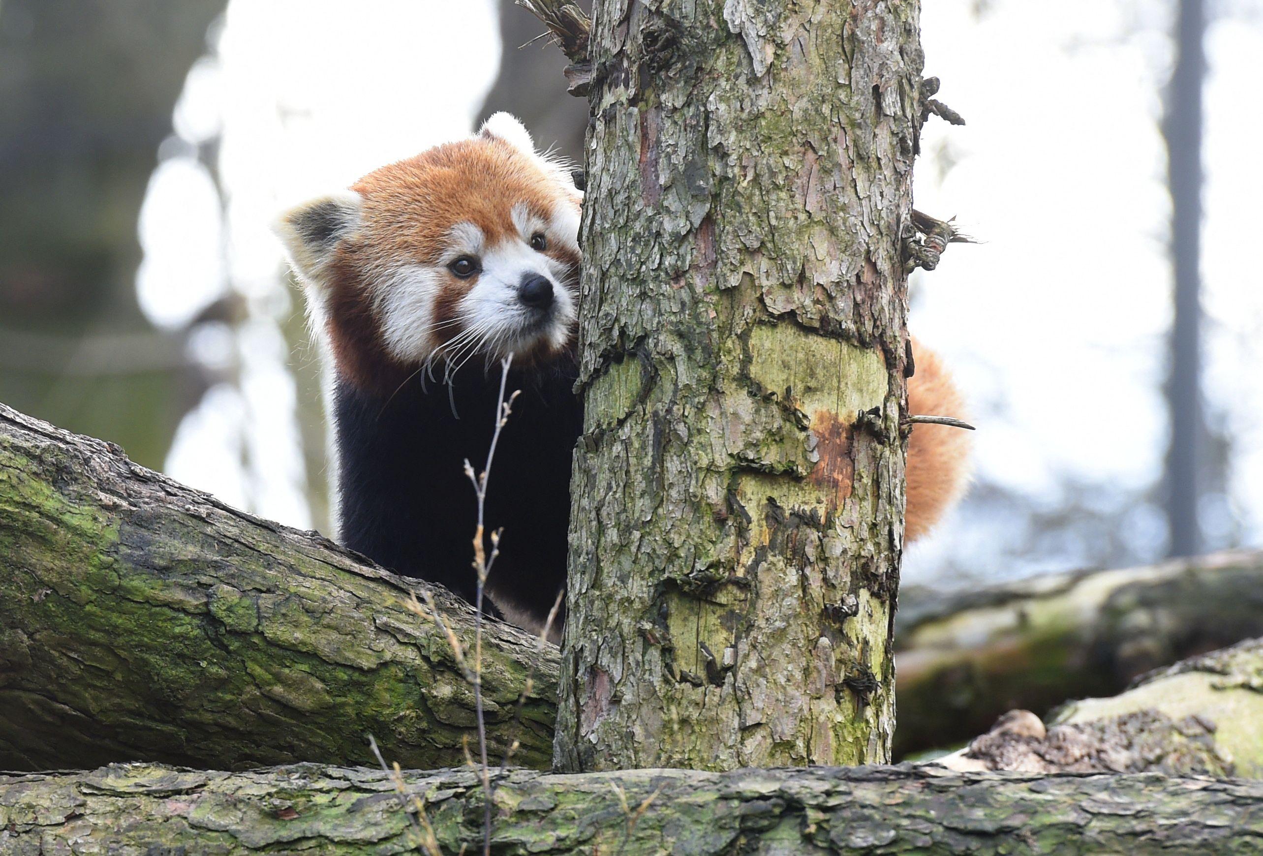 Le Zoo De Lille Accueille Un Jeune Panda Roux Male Pour Tenter La Reproduction