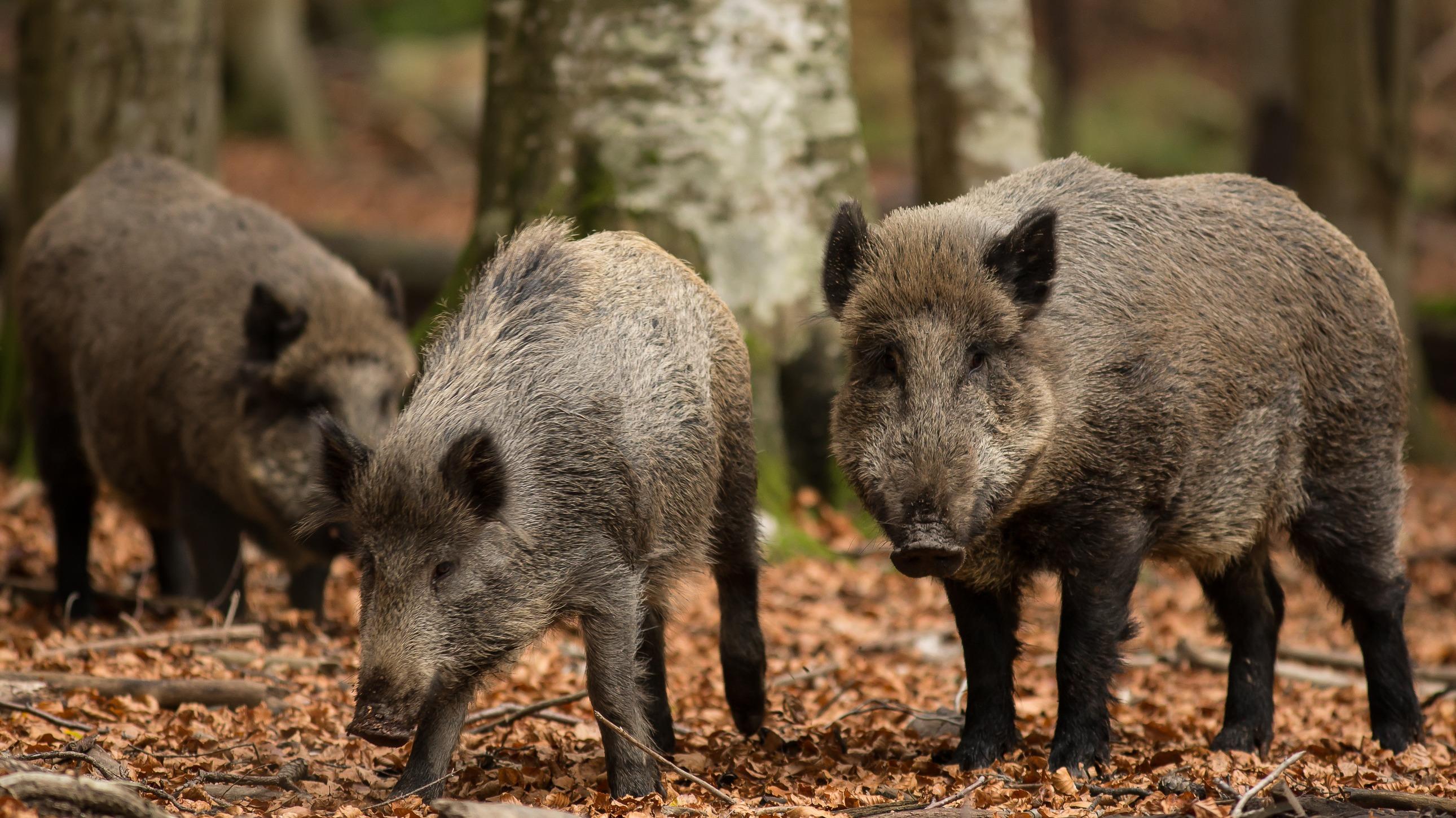 Potager dévasté, aire de jeux assiégé, mairie indécise : une horde de sangliers fait la loi près de Nantes