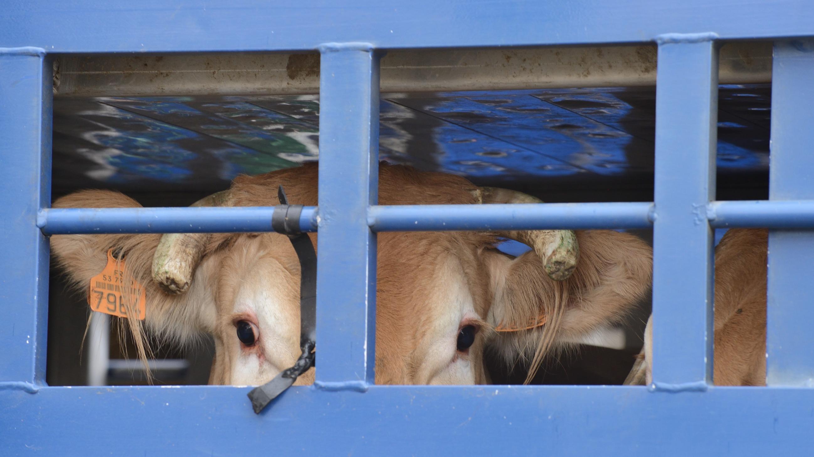 Animaux découpés vivants, vaches égorgées sans étourdissement, cochons frappés... L214 porte plainte contre l'abattoir de Perpignan