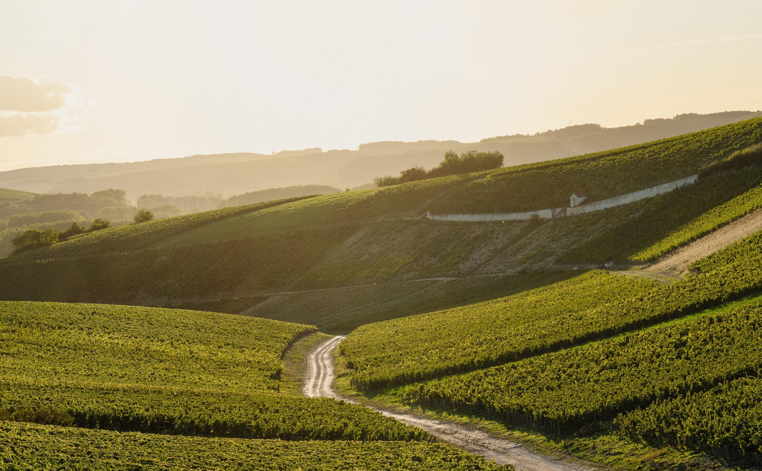 L’éclat solaire de Chablis : découvrez la nouvelle vente très privée du Figaro