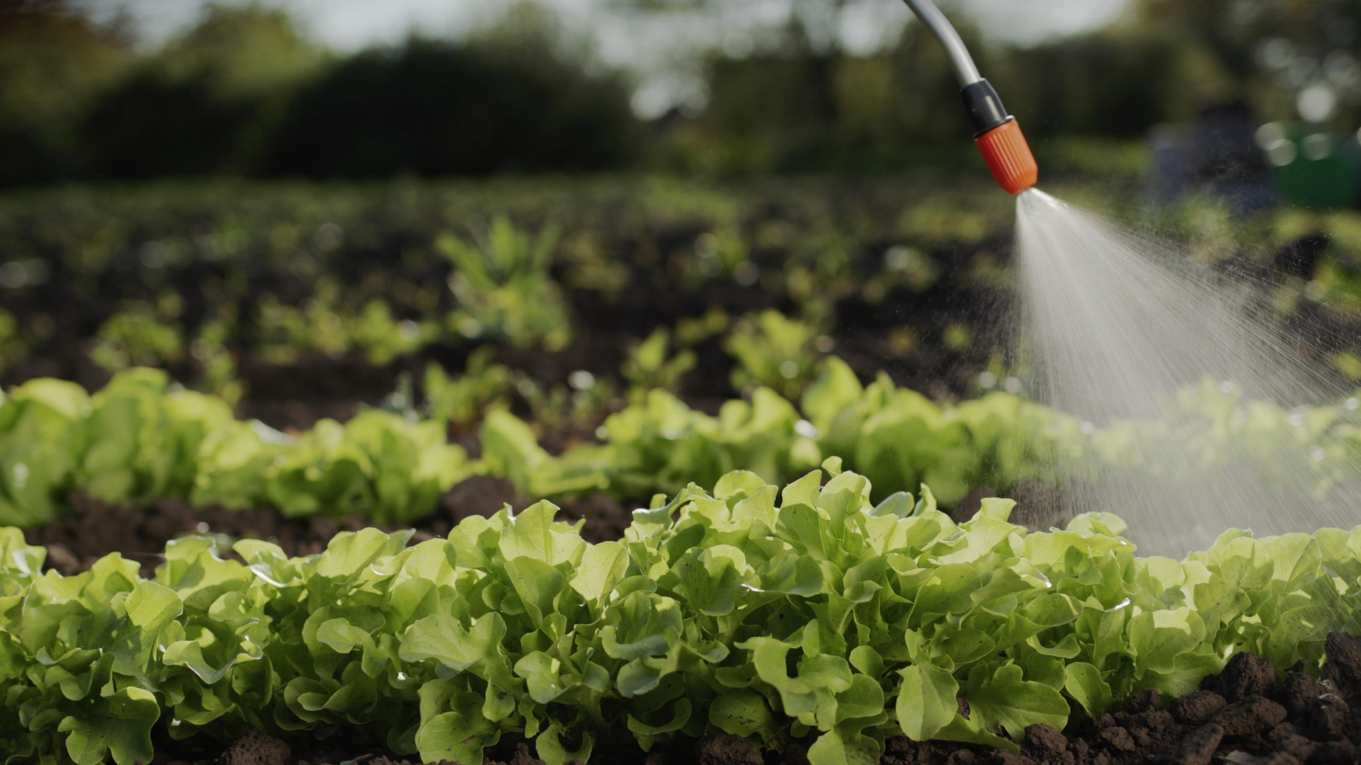 Pesticides : 62% des fruits et légumes non bio vendus en France contiennent des résidus dangereux