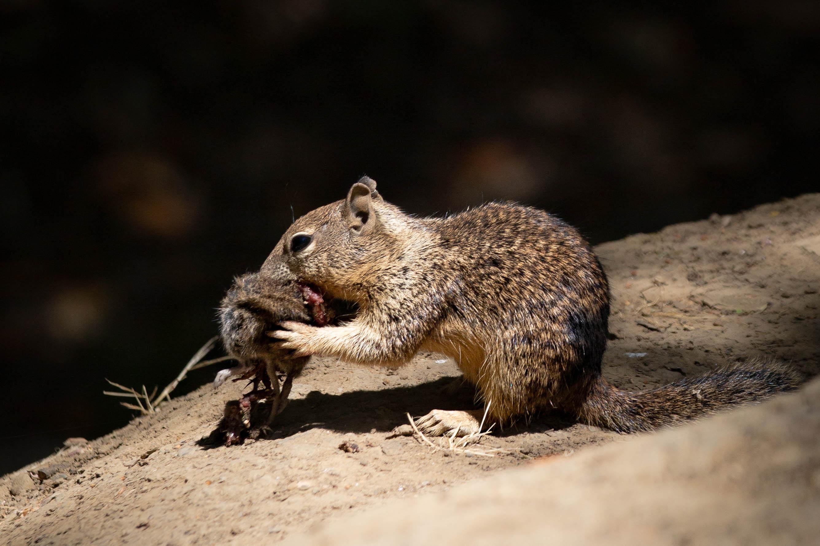 «Je n’en croyais pas mes yeux» : en Californie, des écureuils assoiffés de sang