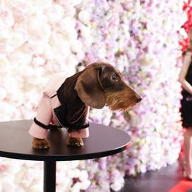 «Pauvres animaux» : ces chiens qui défilent avec des reproductions des tenues du MET Gala