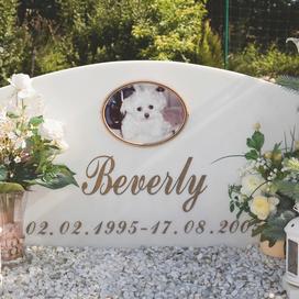 Munich. A Dog Cemetery (2009), une photo signée Martin Parr.