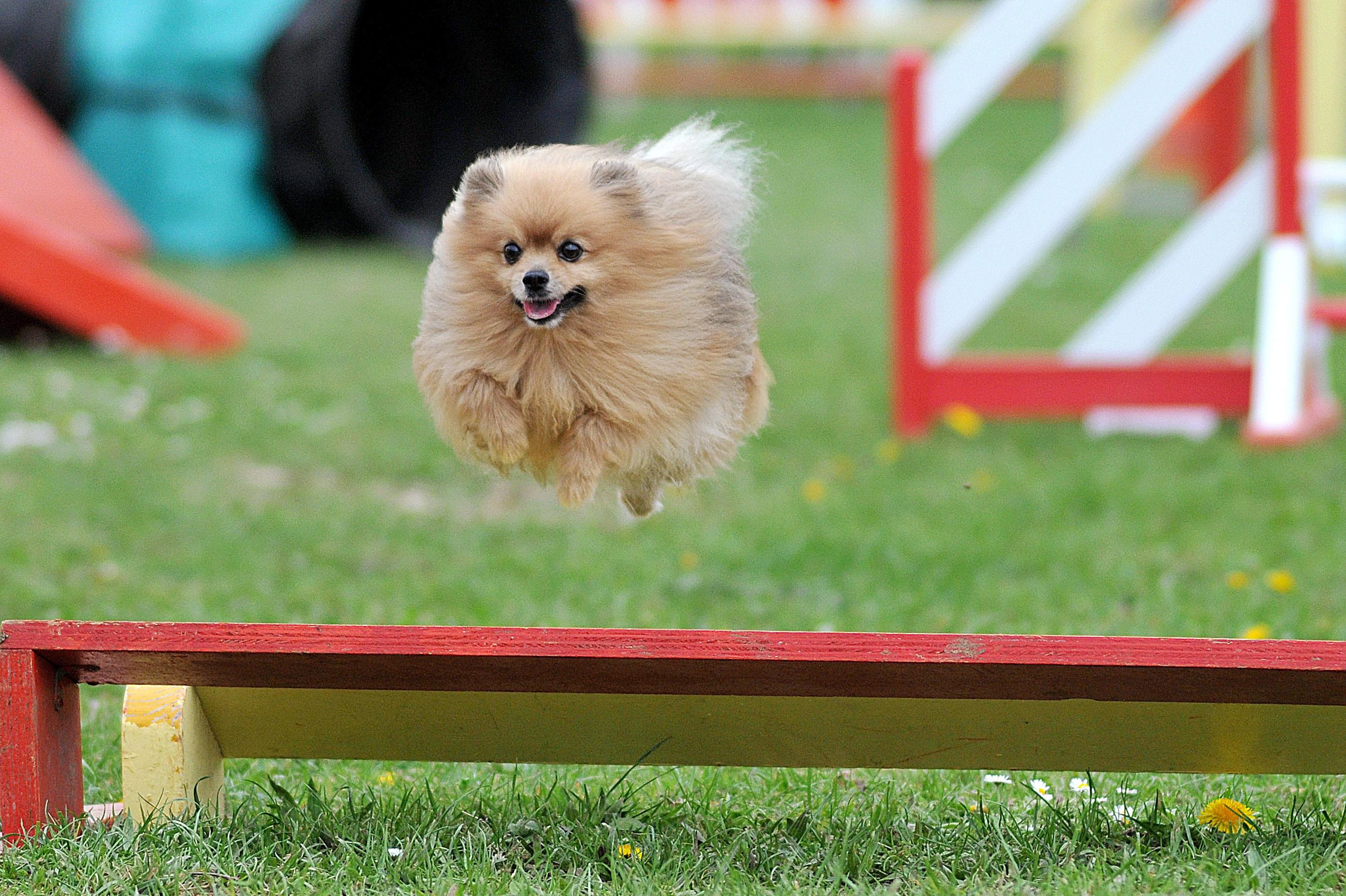 Spitz Nain Origine Taille Et Caractere