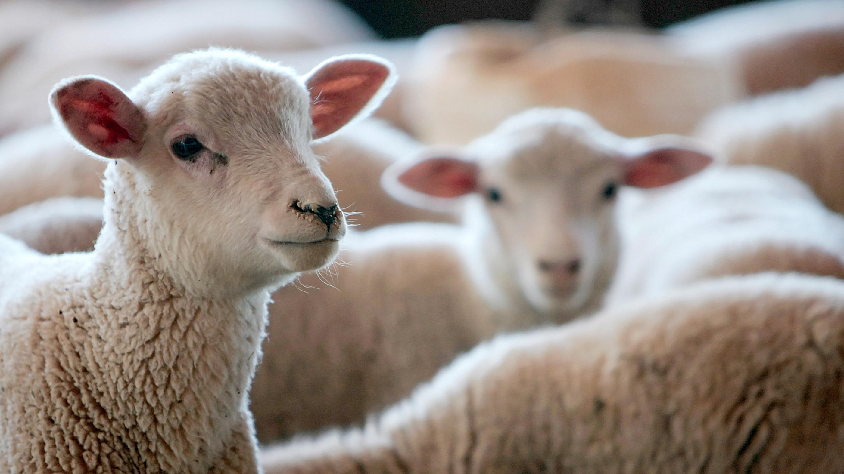 En Loire-Atlantique, les années passent, les voleurs de moutons restent