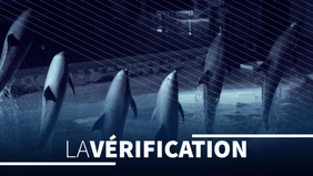 Marineland d’Antibes : les images d’une orque stimulée sexuellement ...