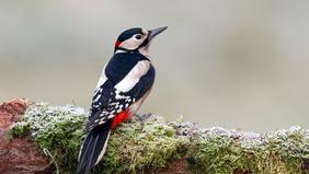 Ces 10 Esp ces D oiseaux En Voie De Disparition En France ces-10-esp-ces-d-oiseaux-en-voie-de-disparition-en-france