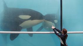 Marineland d’Antibes : les images d’une orque stimulée sexuellement ...