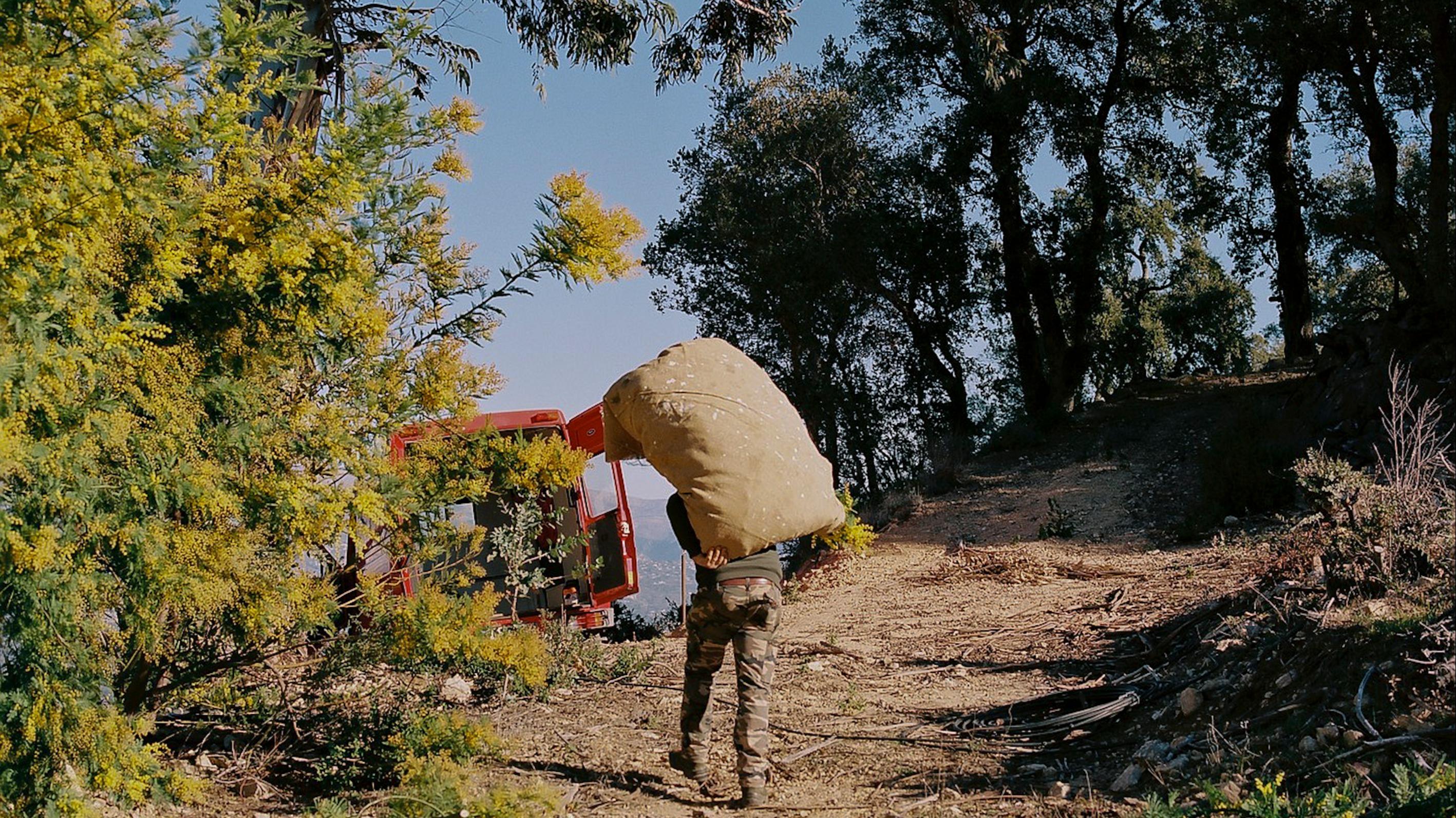 Sur la route du mimosa, l’or de la parfumerie et de la French Riviera