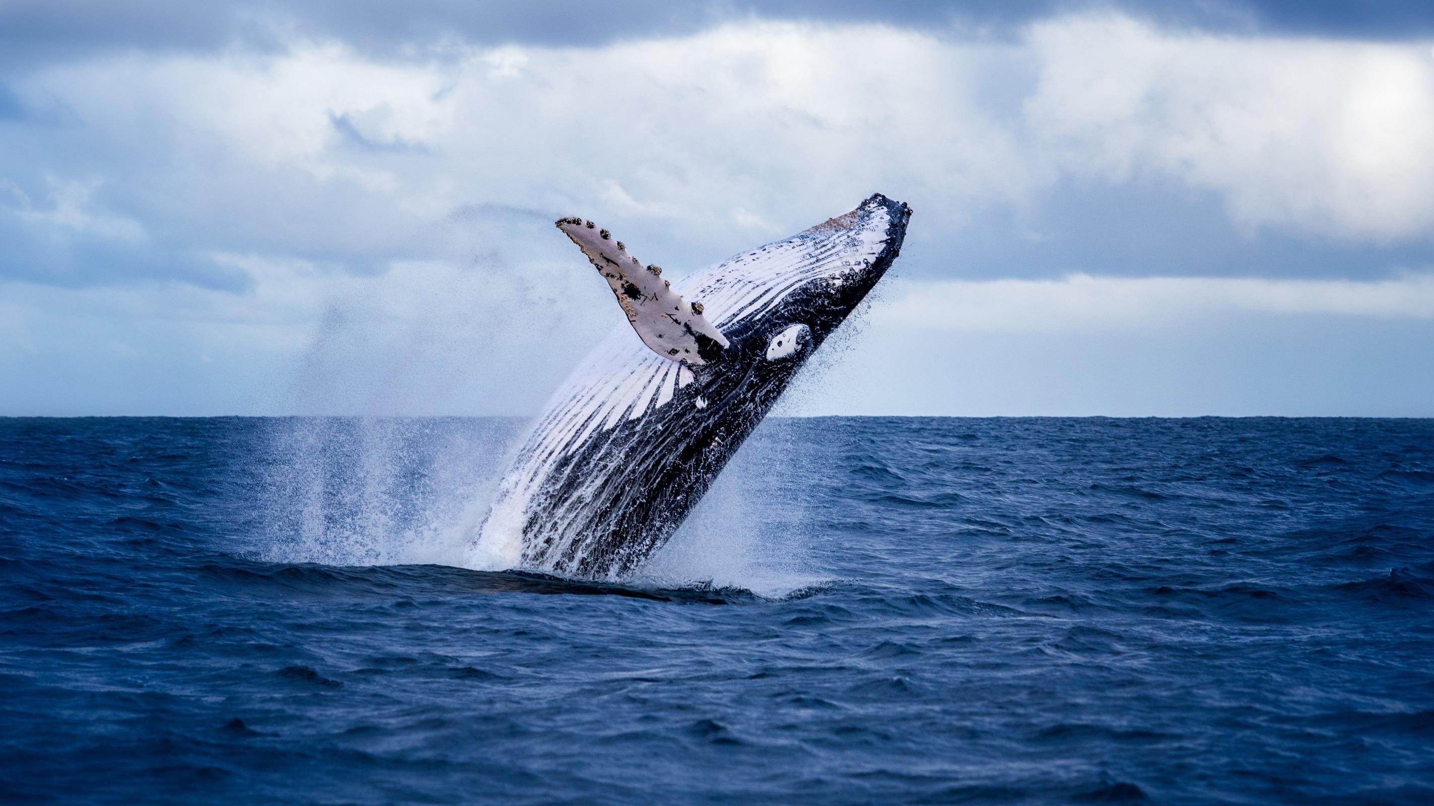 Un enregistrement de 1949 lève le voile sur la façon dont le chant des baleines a changé