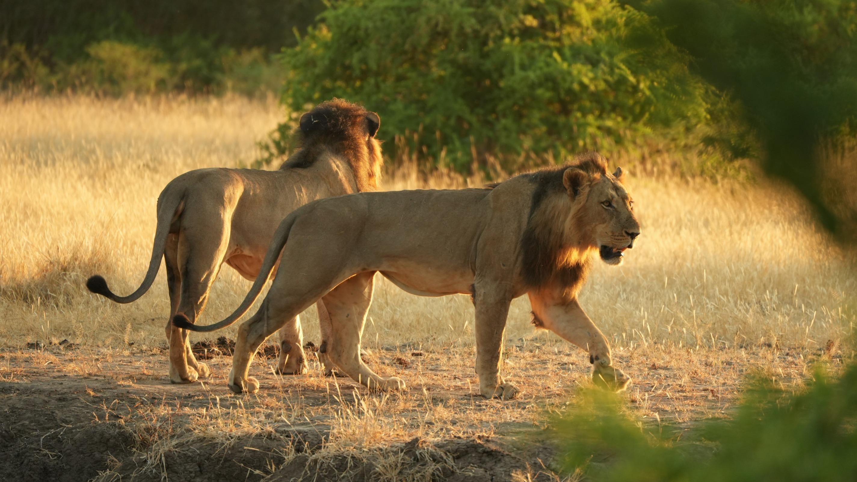 Zimbabwe : perdu en pleine savane, un enfant survit pendant cinq jours cerné de lions, d’éléphants et de léopards