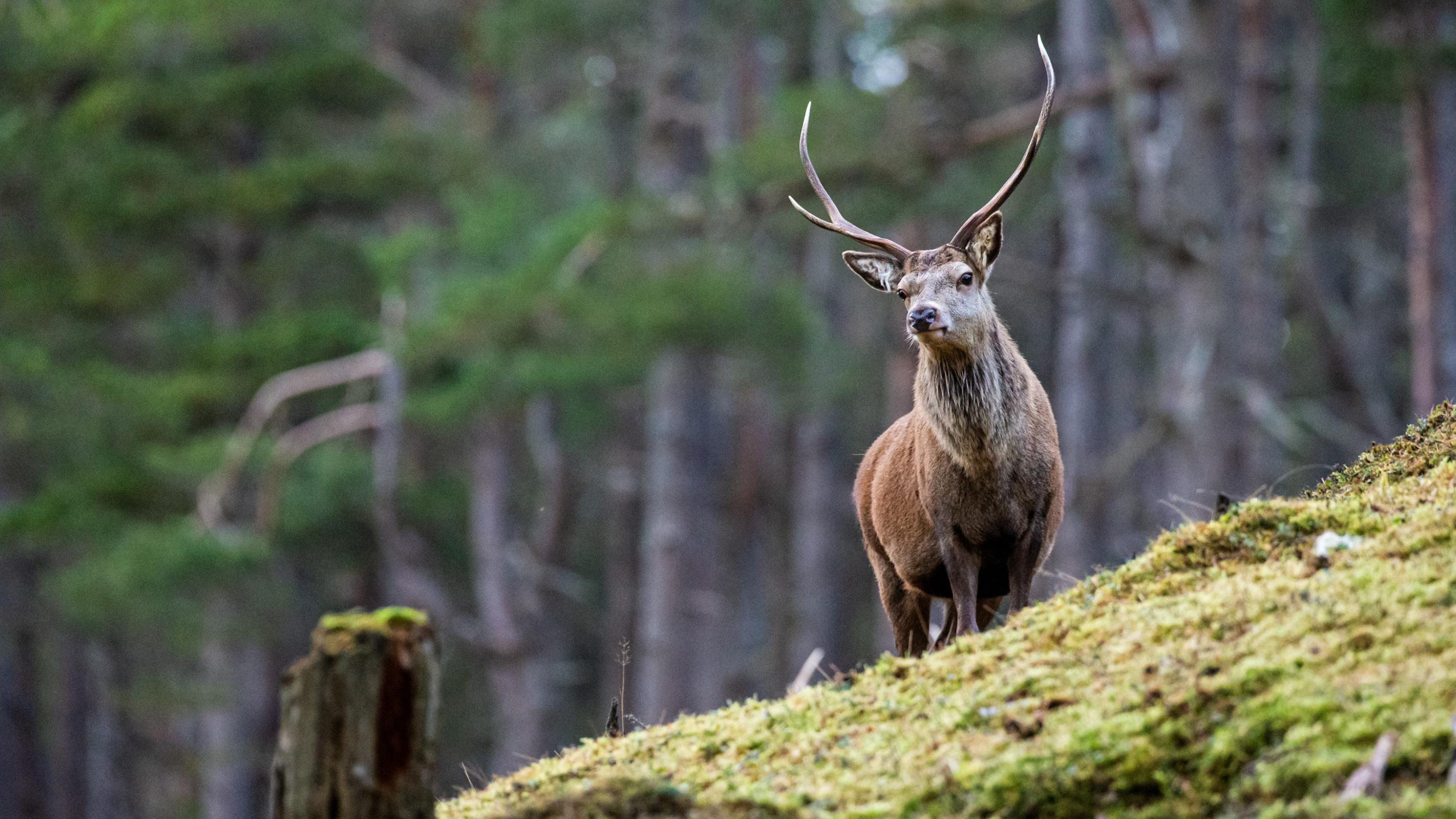 En pleine chasse à courre, un cerf trouve refuge devant la gendarmerie de Senlis