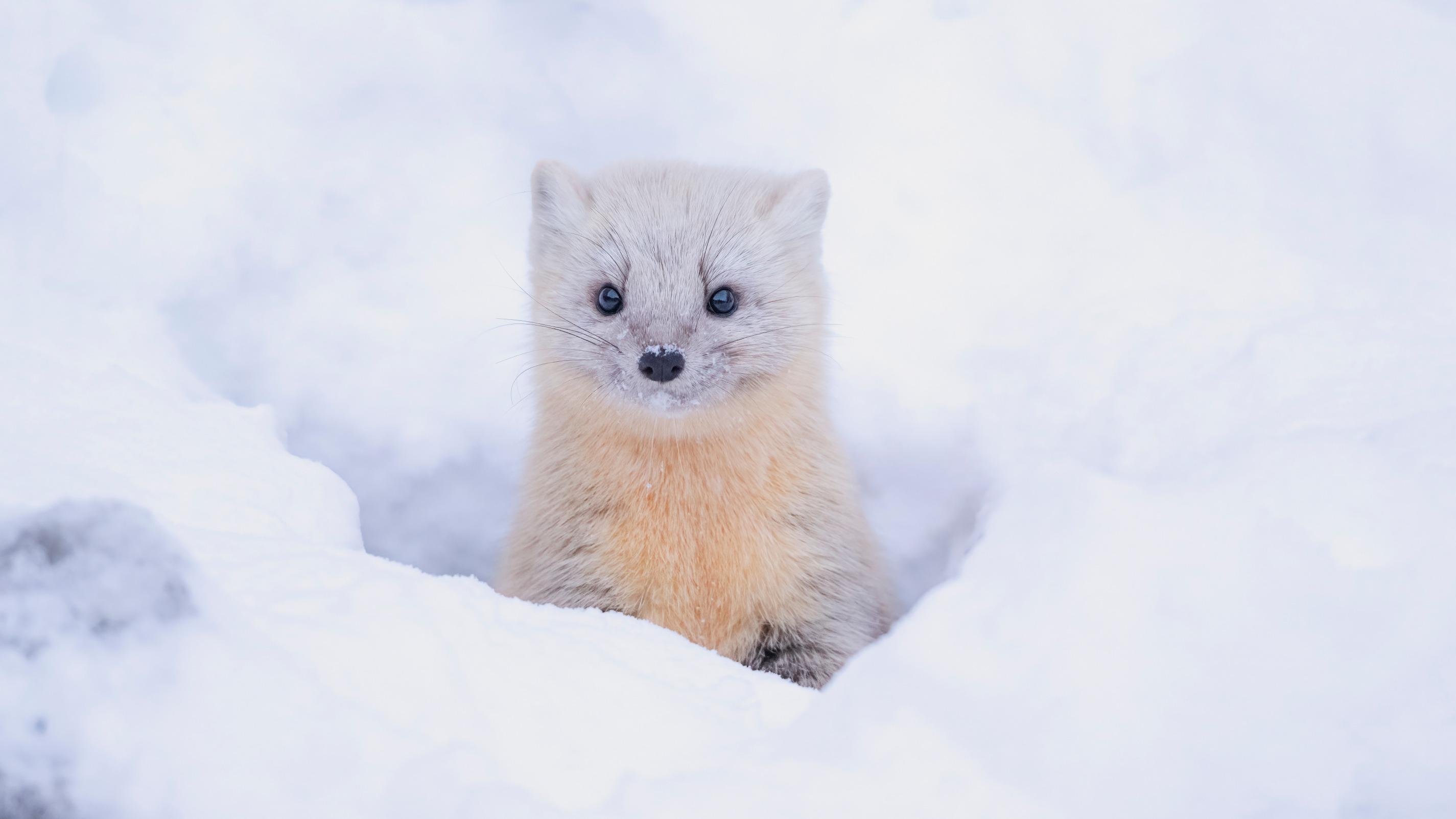 5 animaux à la fourrure convoitée