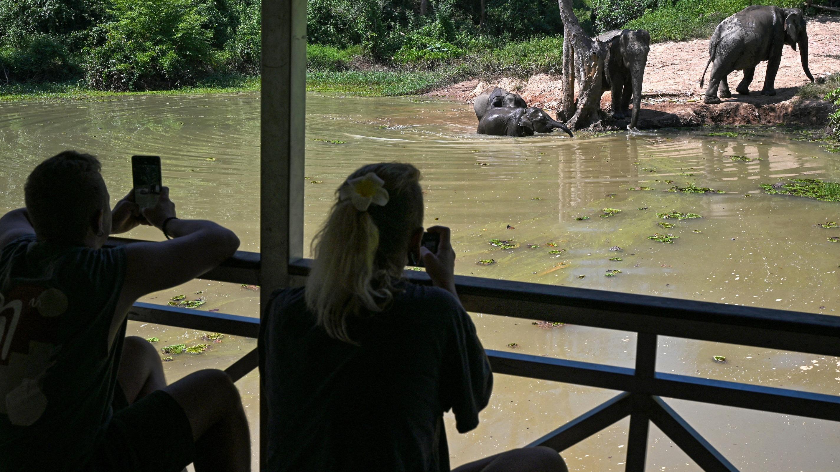 Les éléphants du Laos sont-ils condamnés ?