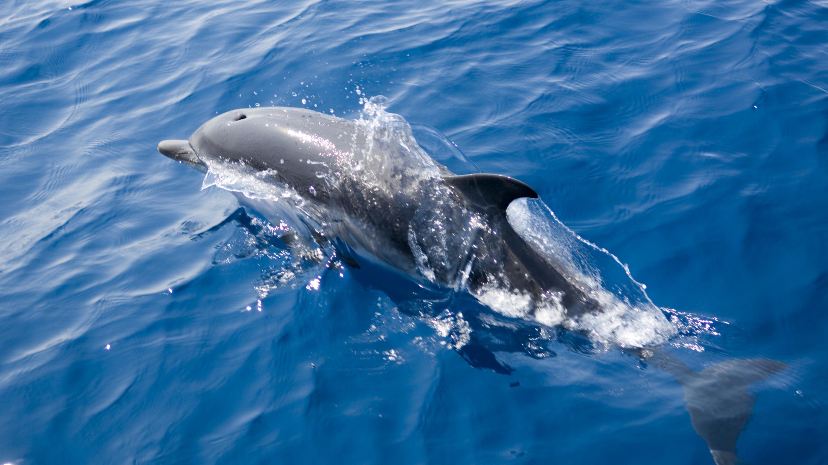 La justice confirme une interdiction de pêche d’un mois dans le golfe de Gascogne pour préserver les dauphins