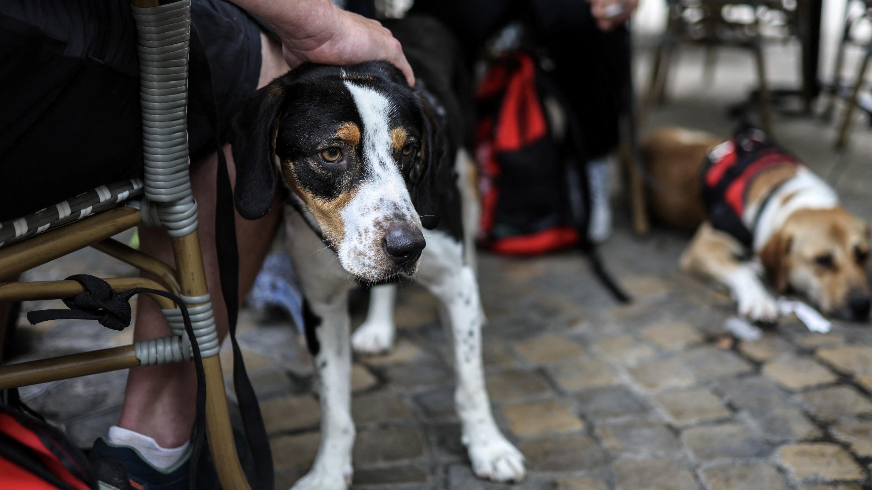 Bretagne : déjà interdits de plages, les chiens sont désormais exclus des marchés près de Saint Brieuc