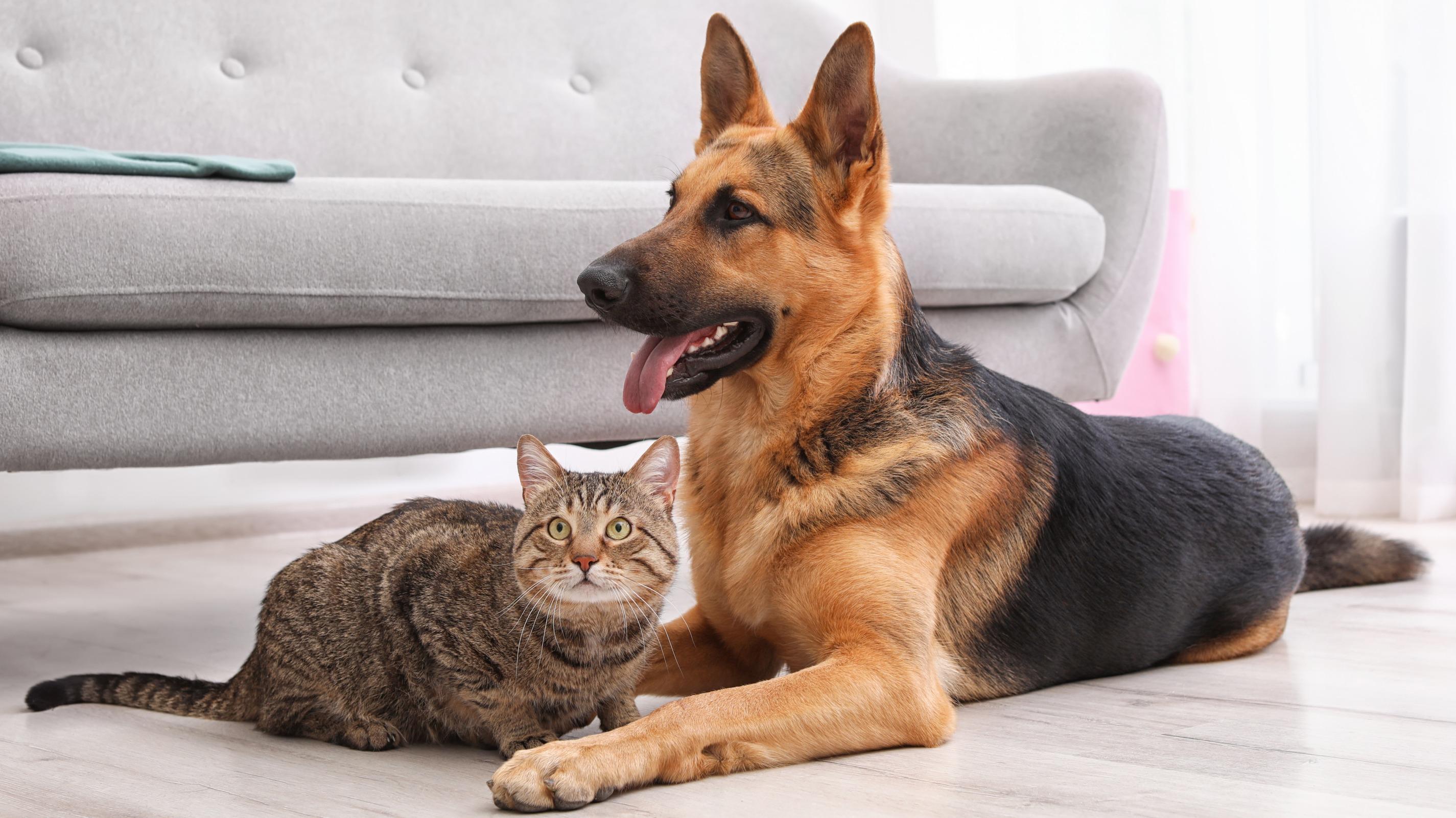 «C’est gagnant-gagnant»: le Pet-Sitting, cette astuce très rentable pour voyager à petits frais
