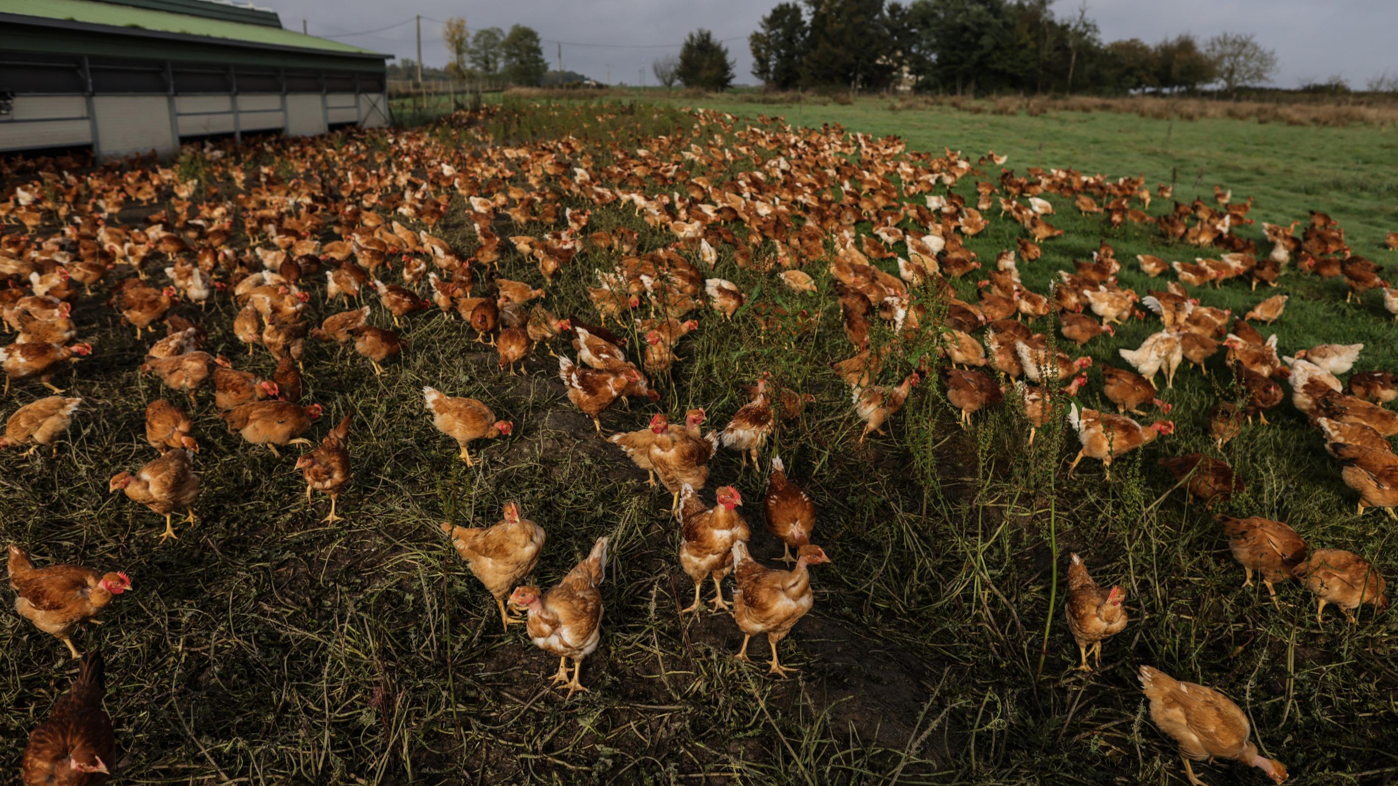 Volailles, porcs, céréales… Ces filières qui pourraient profiter de la loi Duplomb