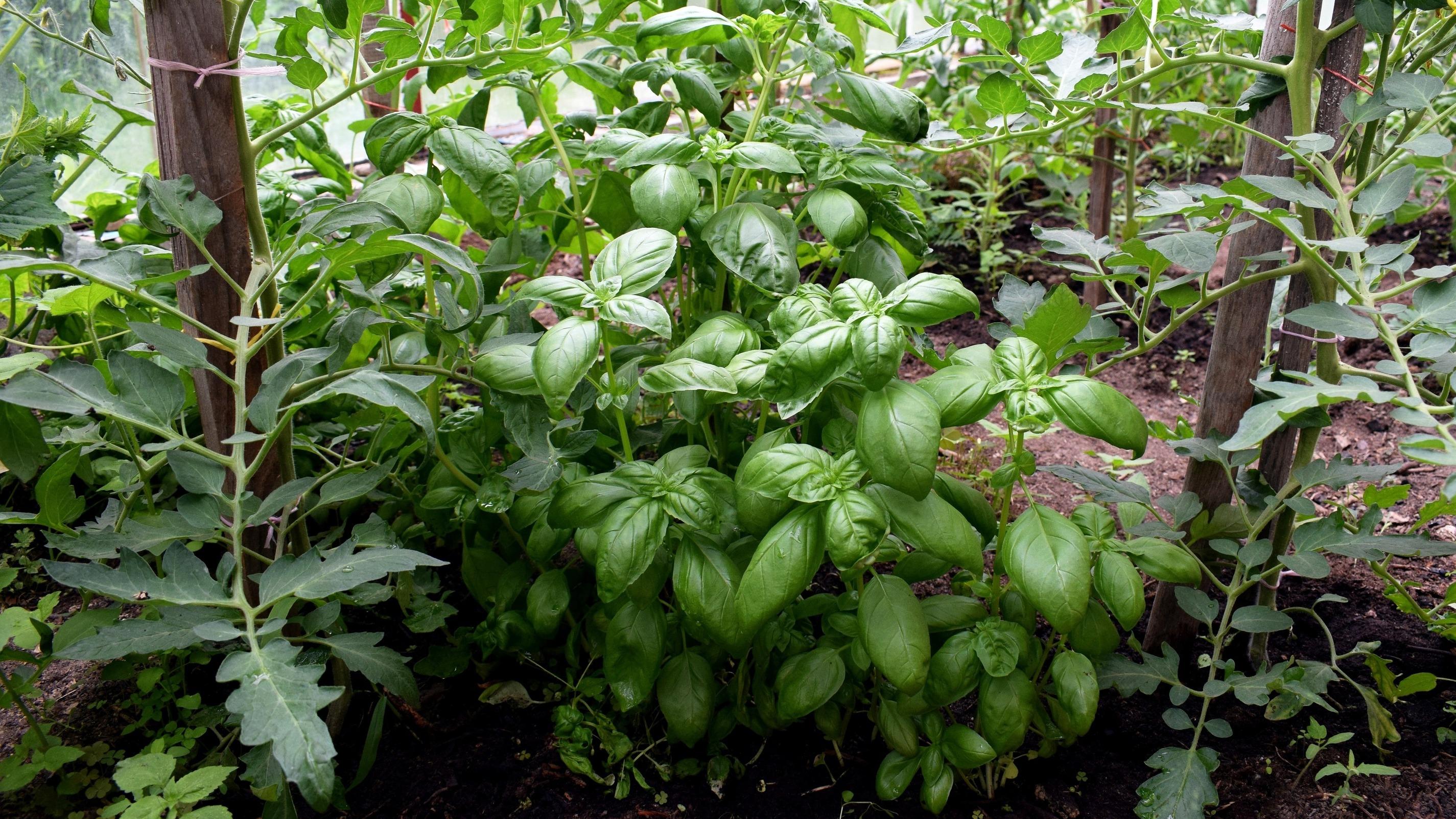 Tomates : le secret d’une récolte réussie se joue chez les plantes voisines