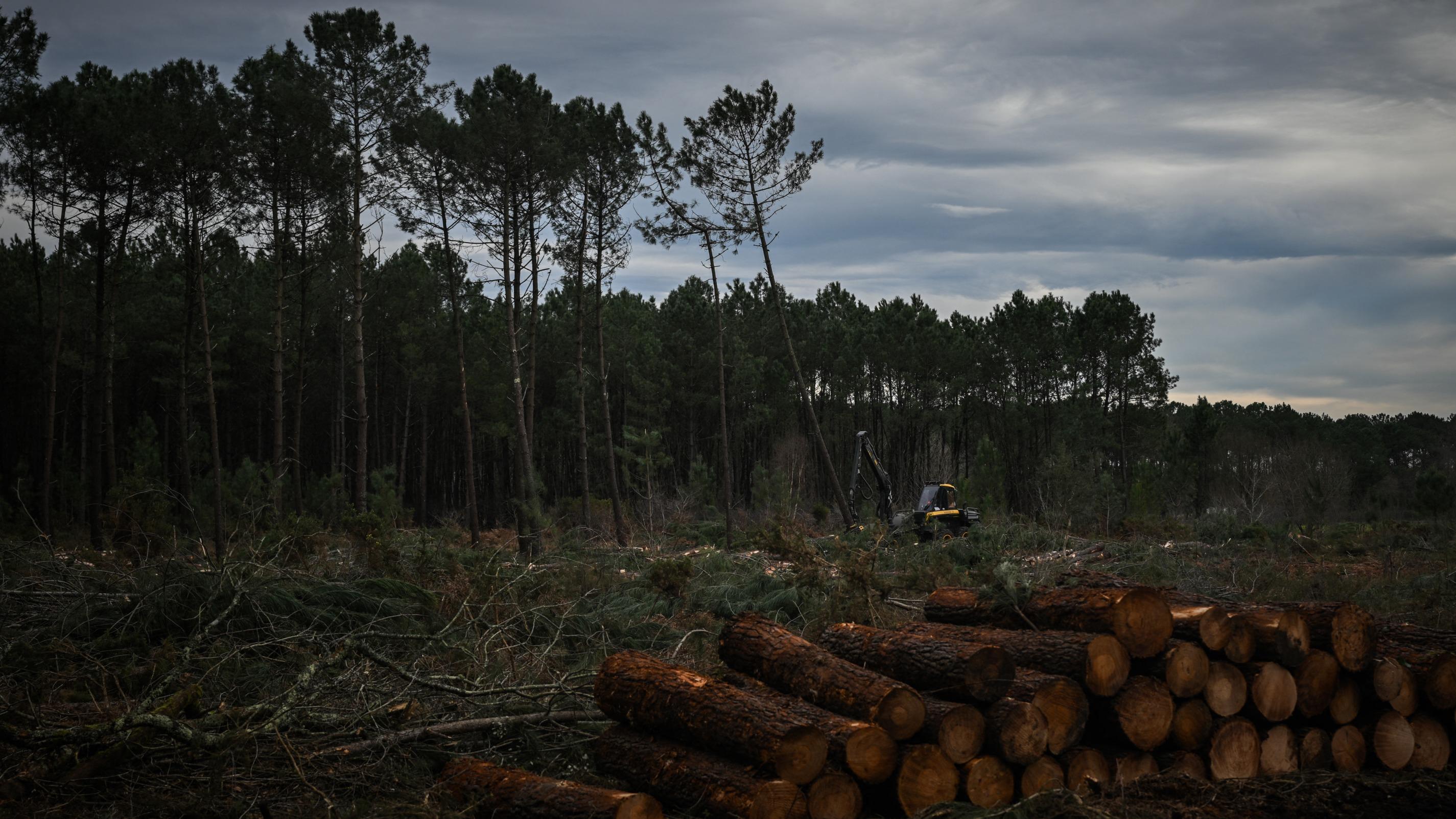 «Une menace sanitaire majeure» : le nématode du pin détecté dans les Landes et les Pyrénées-Atlantiques