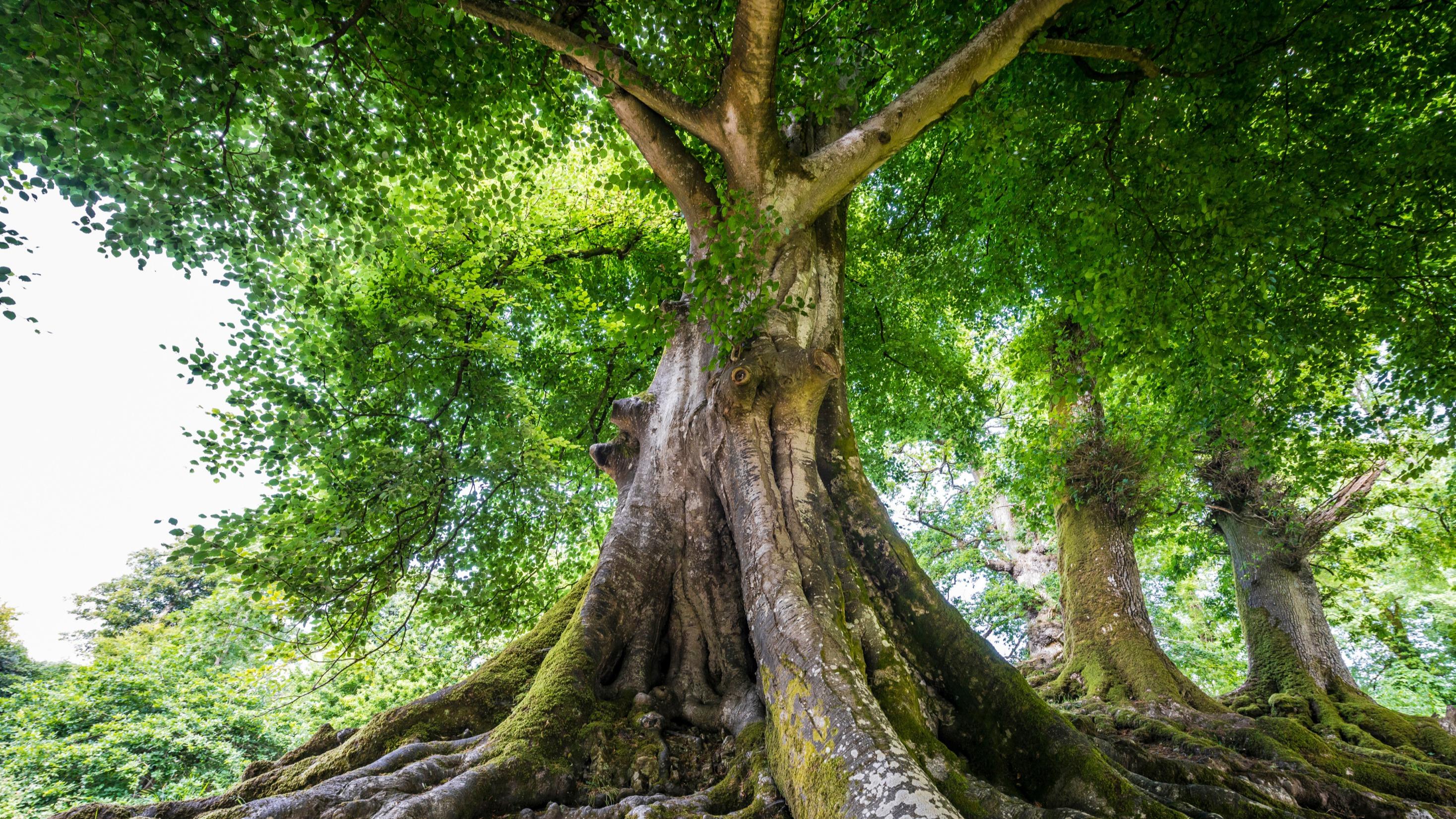 Ces arbres que la France protège comme ses cathédrales