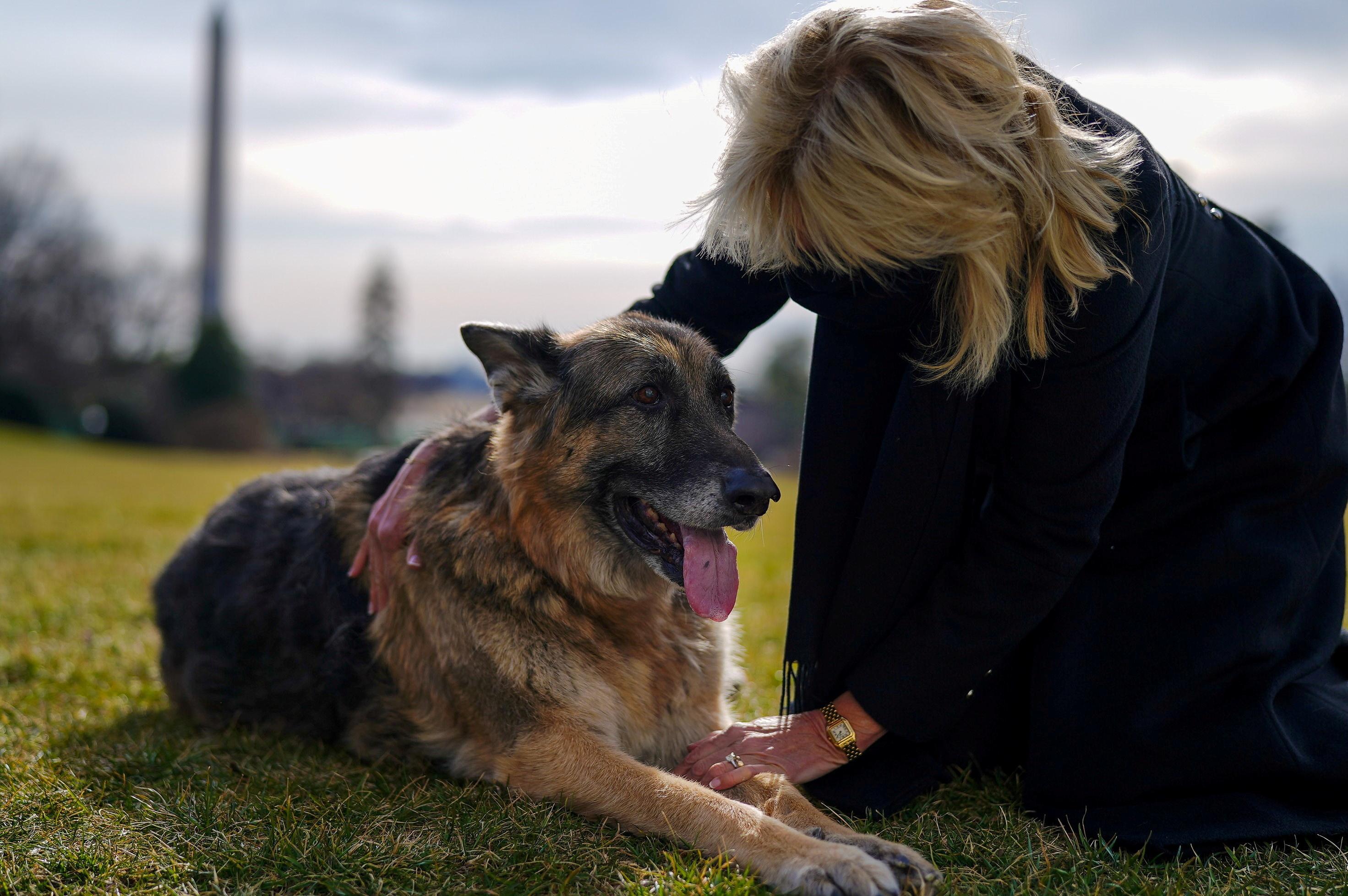 Champ, le berger allemand du couple Biden, est mort