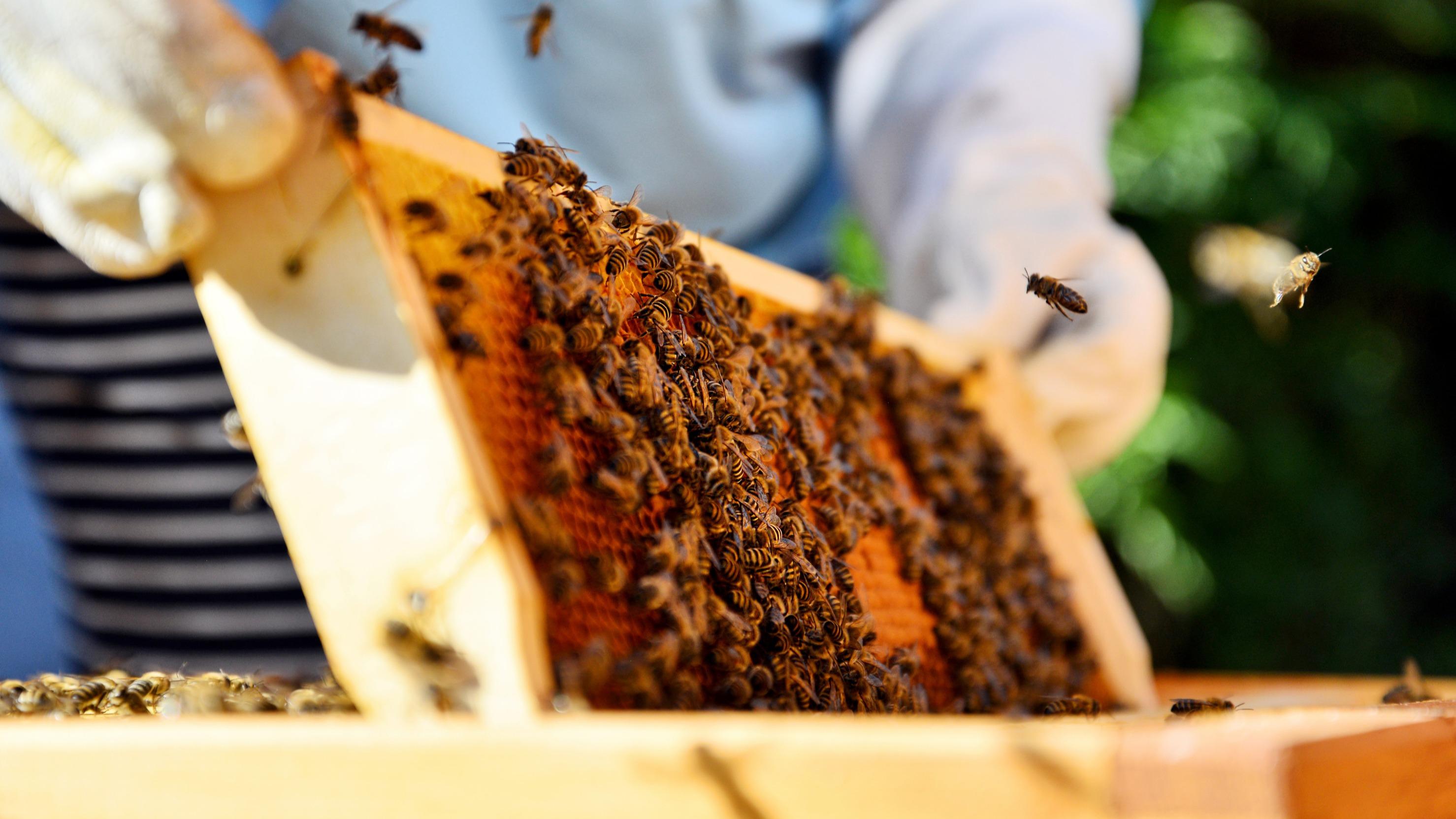 Abeilles au chômage technique, frelon asiatique et fleurs manquantes : les miellées 2026 sur le fil