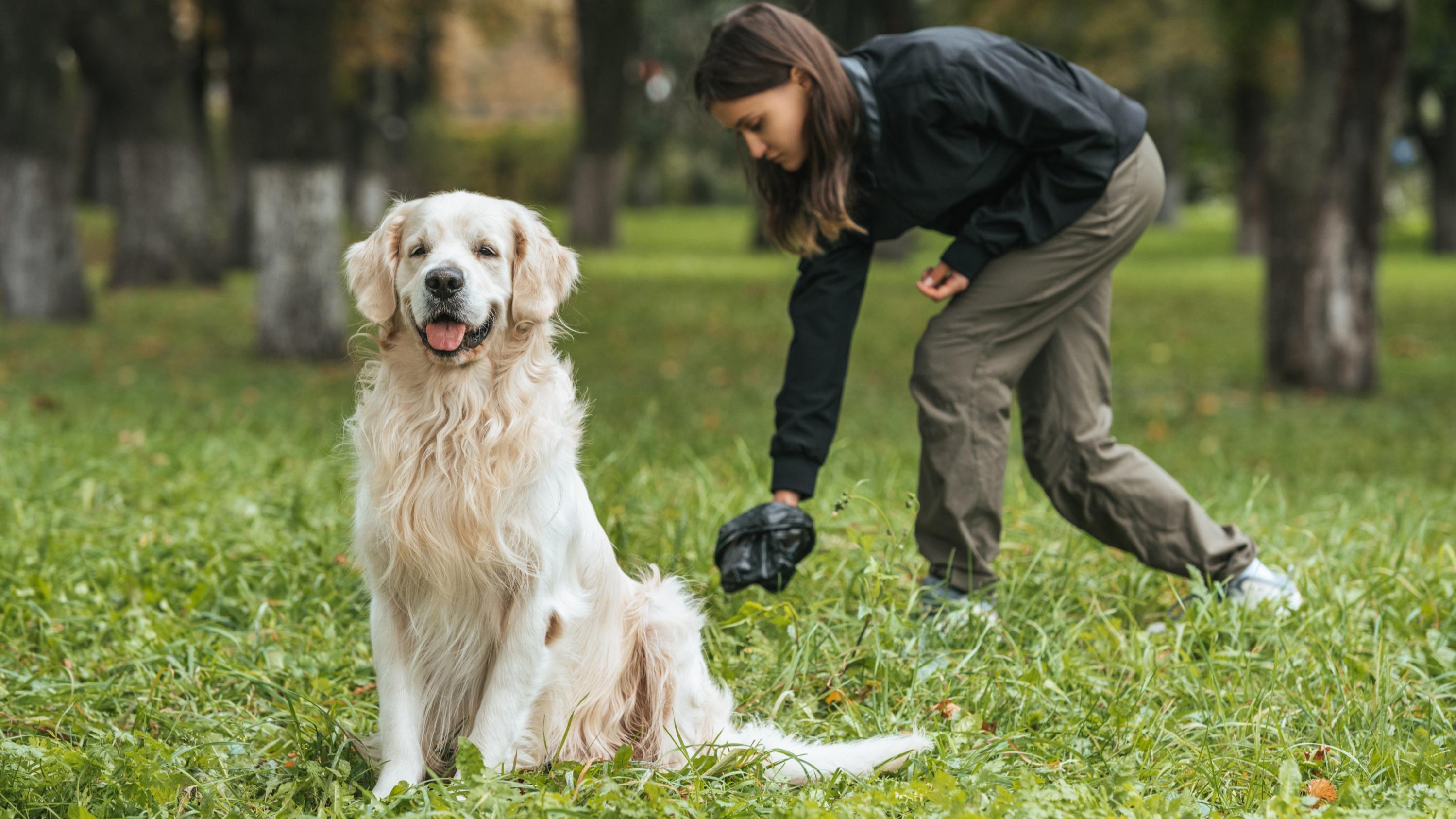 Près de Nice, un village instaure le fichage ADN des chiens pour lutter contre les déjections canines