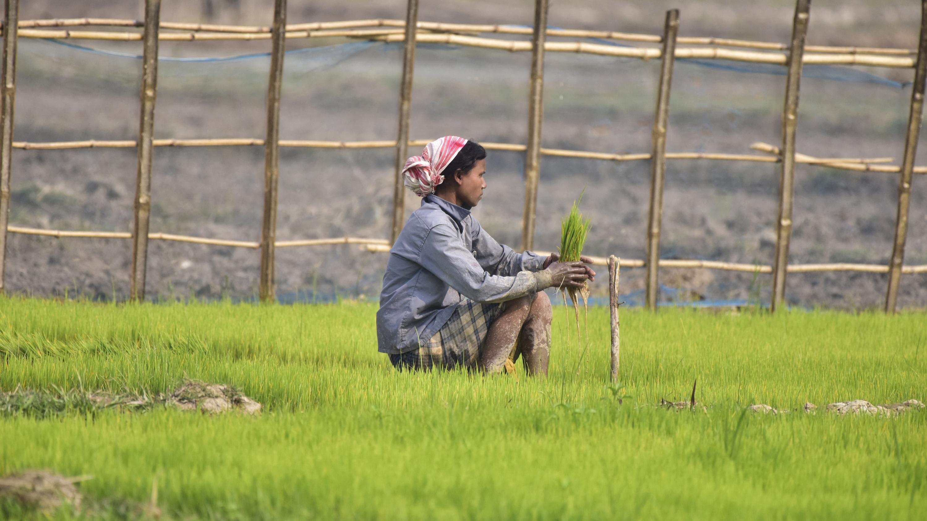 Guerre en Iran, El Niño, retour de la Chine… Tous les ingrédients sont réunis pour une flambée des prix agricoles