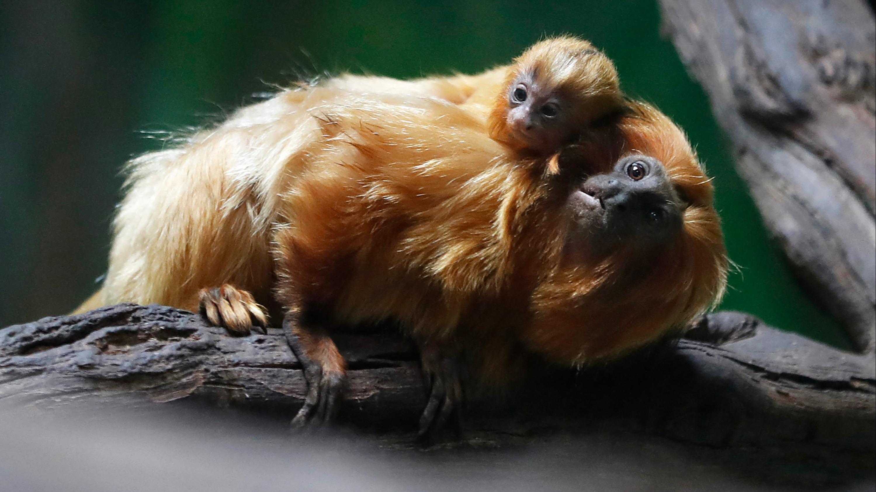 Après les pandas géants, la Chine va prêter des singes dorés au ZooParc de Beauval