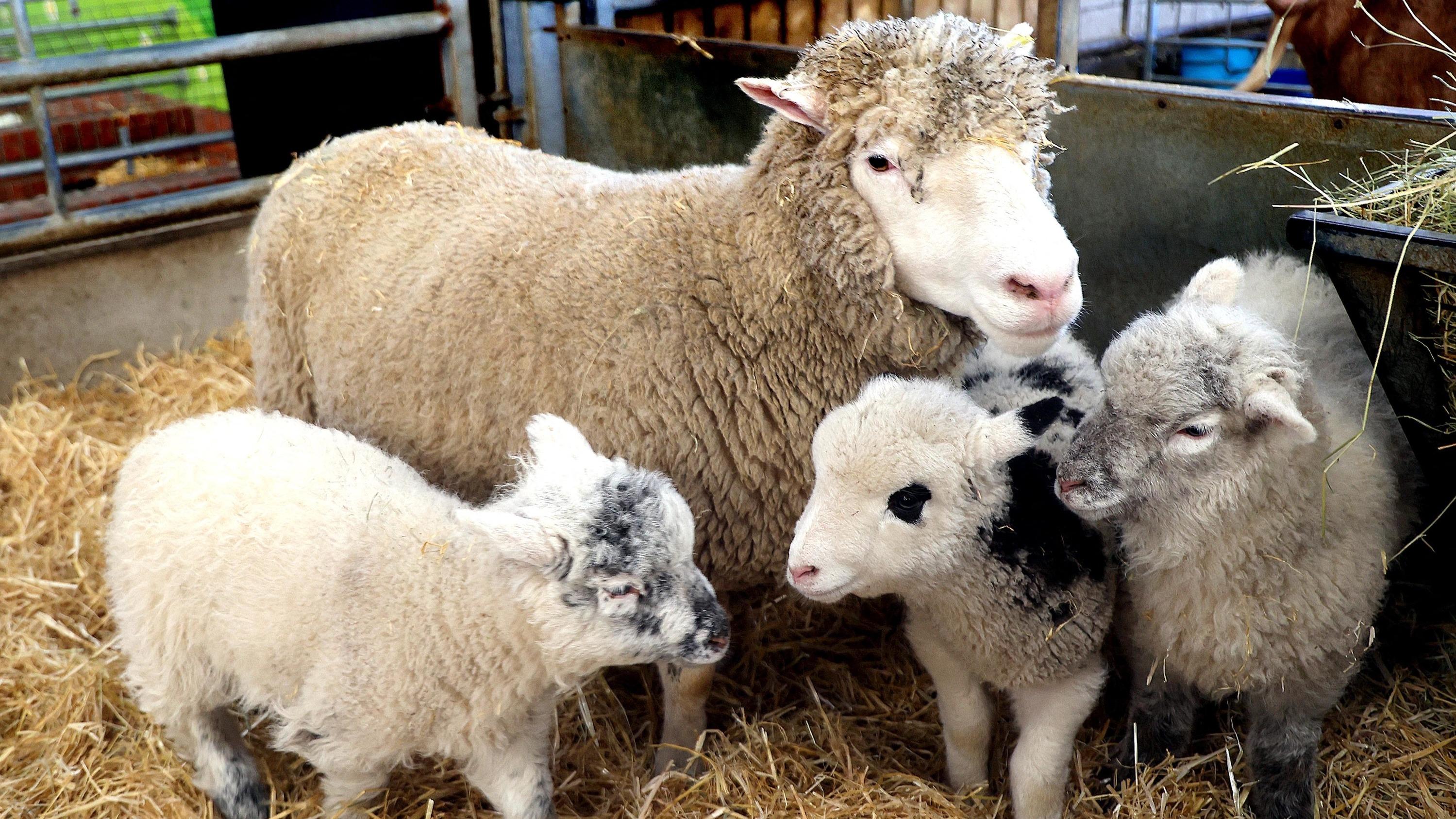 Loire-Atlantique : une jeune agricultrice se fait voler 13 moutons après l’ouverture de sa ferme