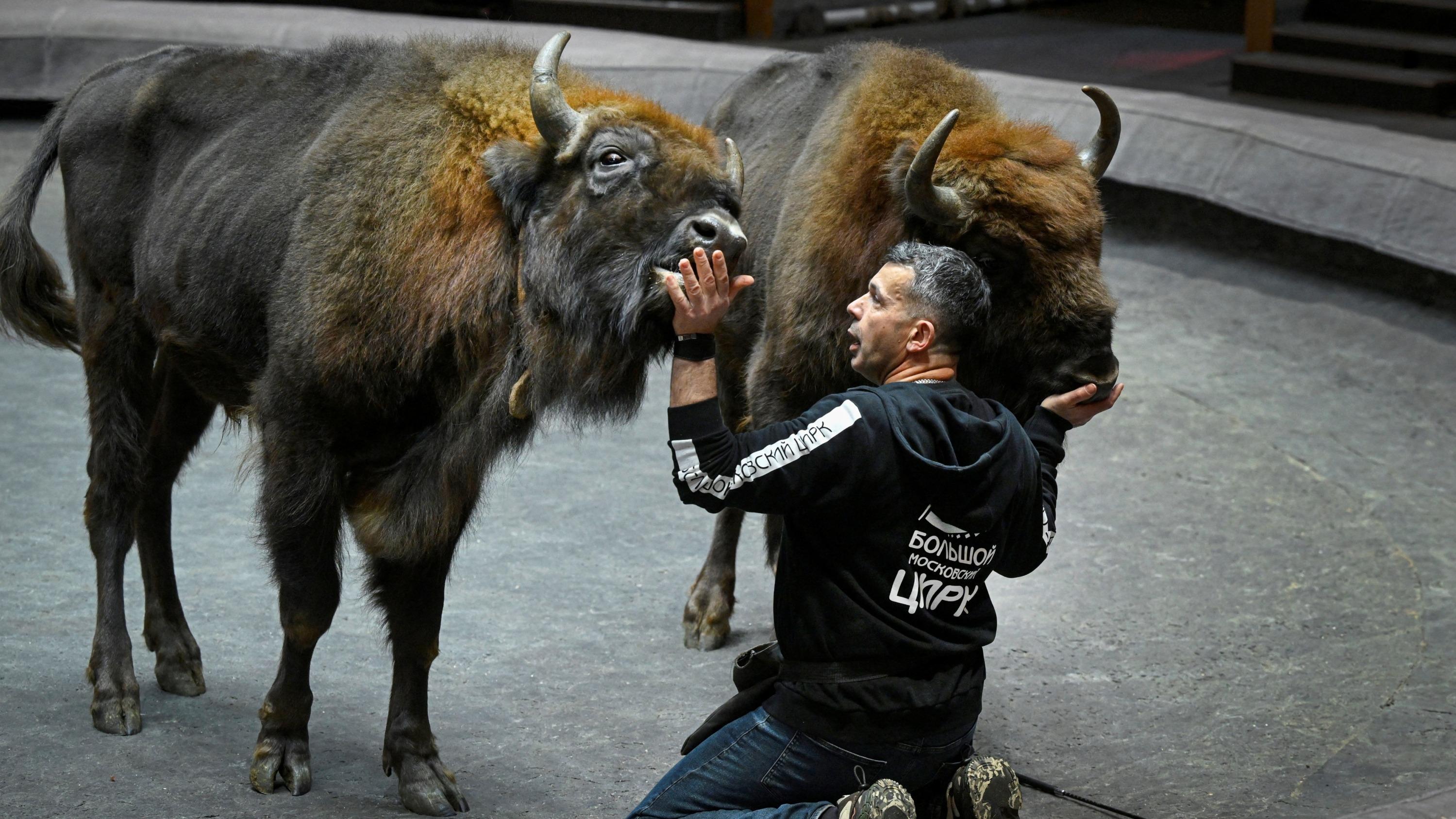 Dans l’arène de Moscou, un Français relève le défi fou de dresser des bisons d’Europe