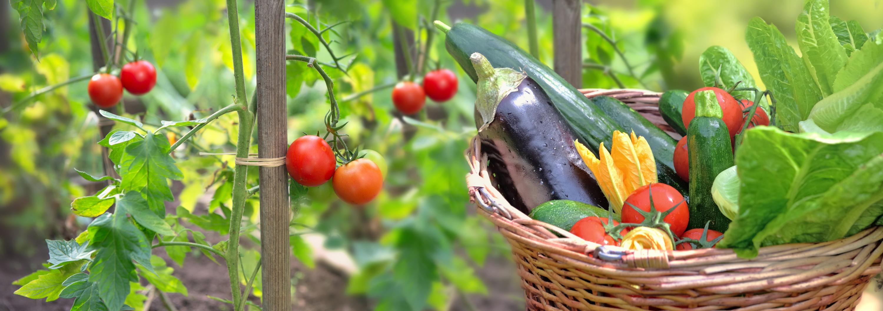 Poulets polonais, concombres espagnols, tomates marocaines... Mais d’où viennent vraiment les aliments que nous consommons ?