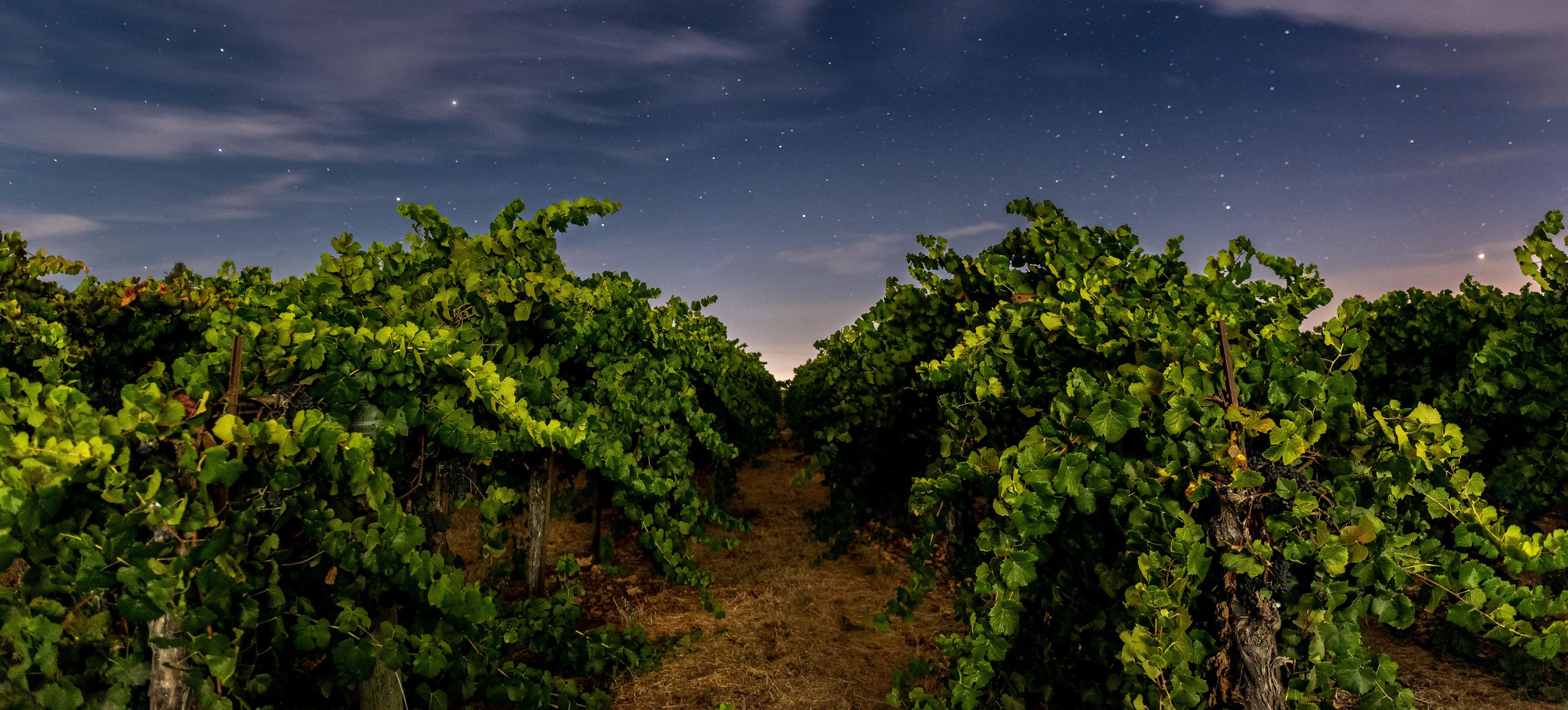 «Une réponse au changement climatique» : face à des chaleurs torrides, le Portugal expérimente les vendanges de nuit