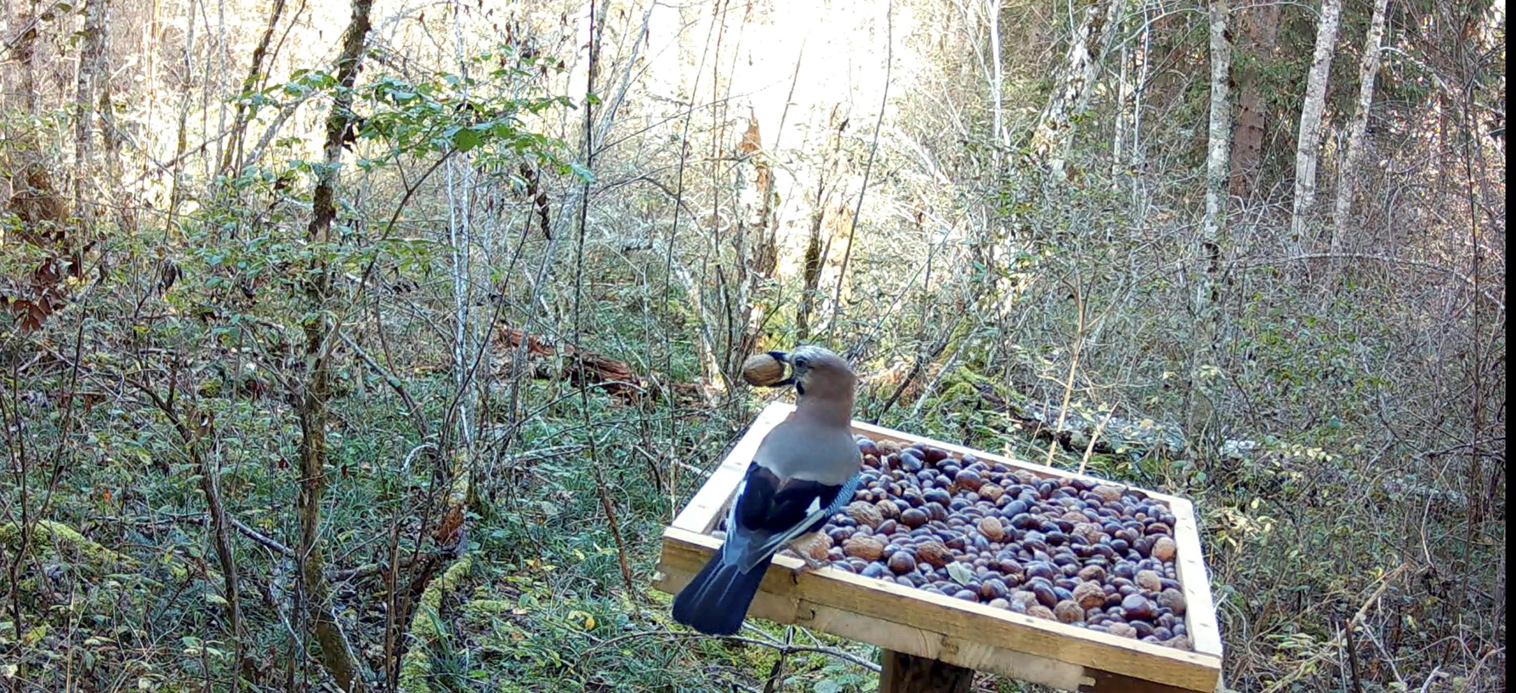 «Sa façon de disséminer les graines est précieuse»: le geai des chênes, un oiseau efficace dans la régénération des forêts