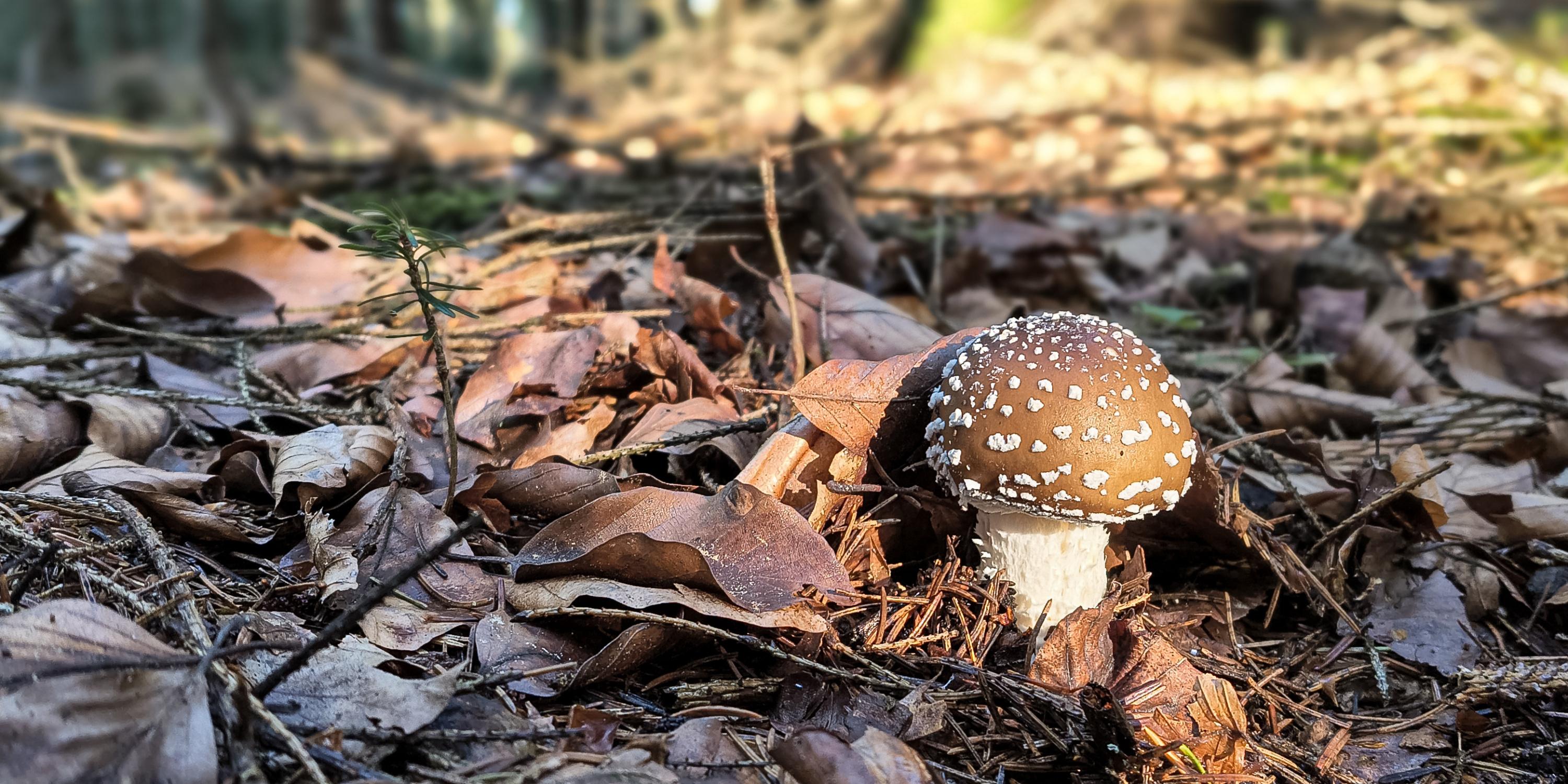 Il ressemble à un champignon comestible, mais il est toxique