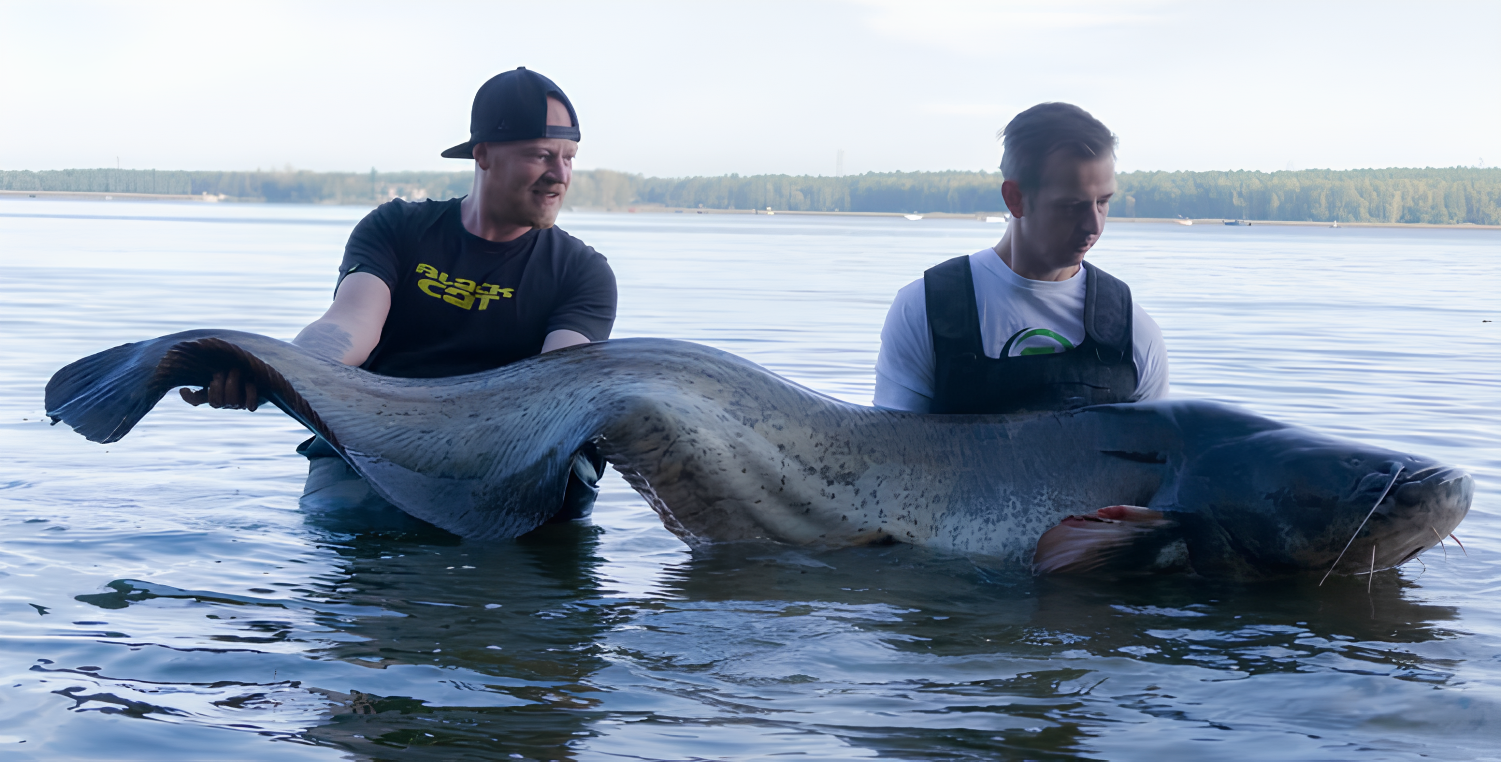 Un record de pêche en Pologne : le plus grand silure du monde capturé