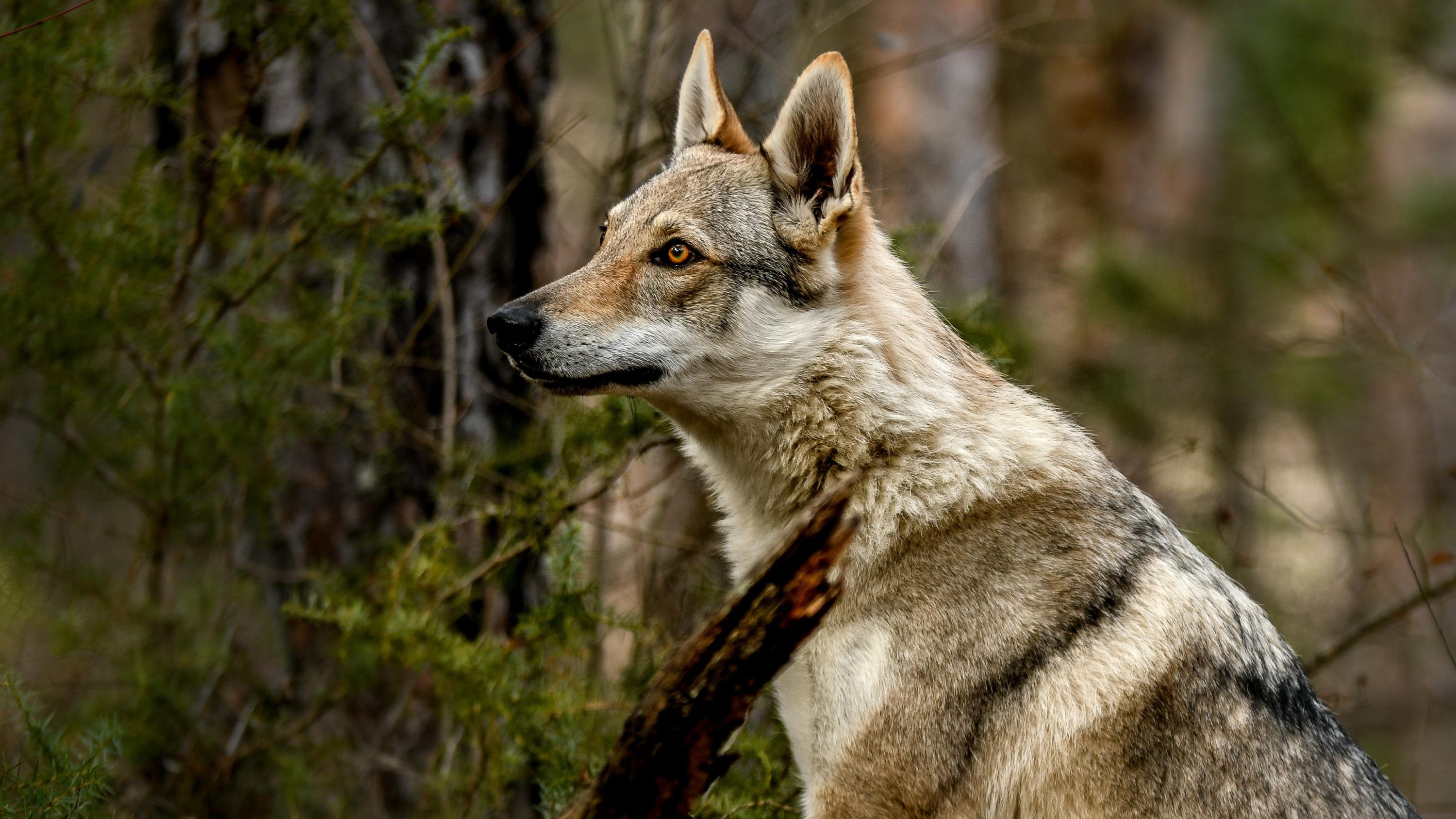 Un deuxième loup «en situation d'attaque» abattu dans le Doubs